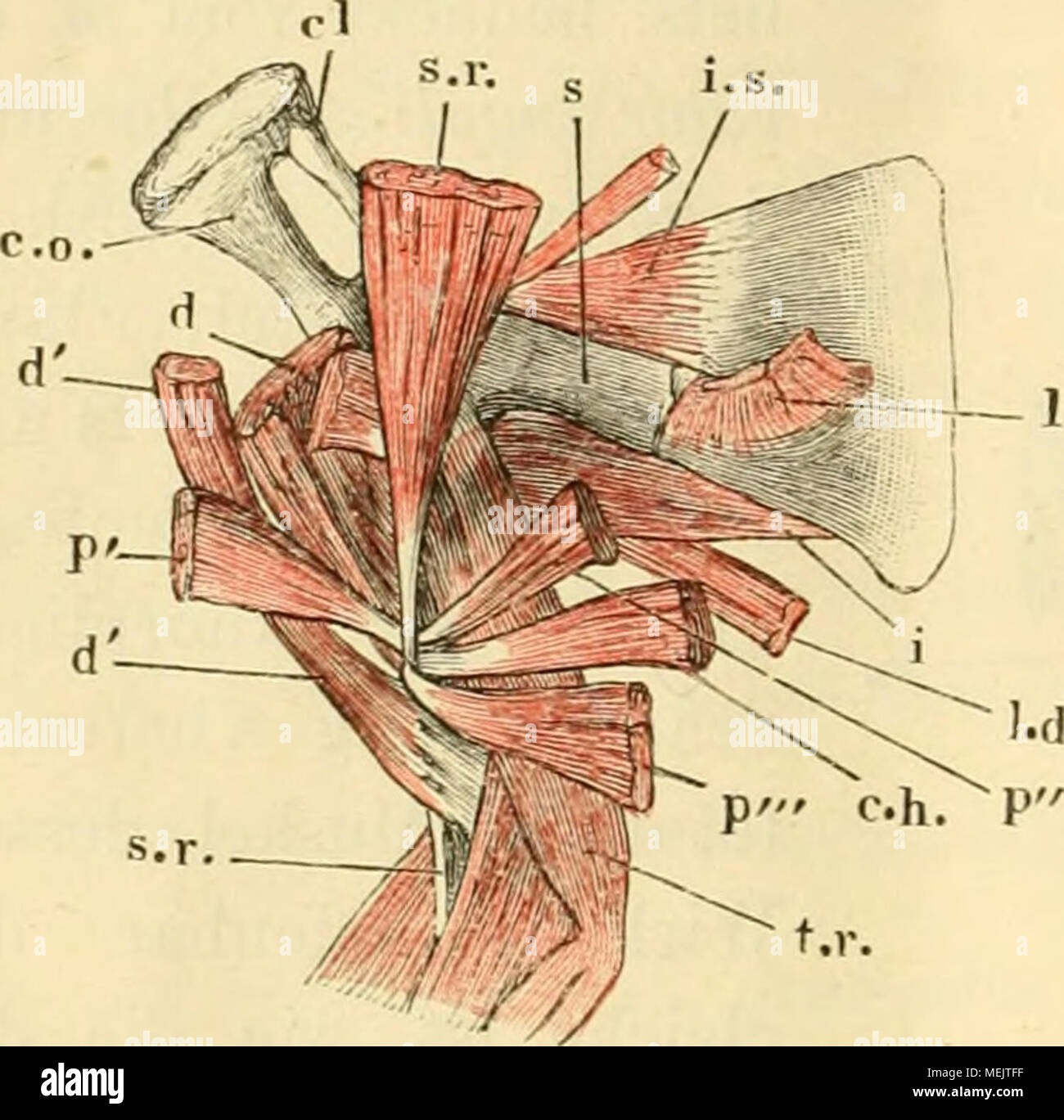 mediale Rotation der Schulter