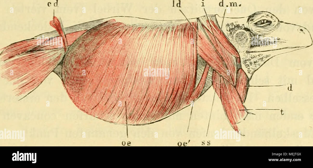 . Die Anatomie des Frosches; ein Handbuch fÃ¼r Physiologen, Ãrzte und Studire . Muskeln des Stammes von rana esculenta, von der rechten Seite. oe va. obliqnus abdom. externus. oe' Scapular-Ursprung desselben. Id m. latiss. dorsl. i ni. infraspinatus. dm, m. depressor maxillae. SS m. subscapularis. d m. deltoideus. t m. triceps brachii. c (1 m. cutaneus femorls. obliquus externus deckt den hinteren Rand des m. latissimus dorsi, welcher von der unteren, ventralen Fläche der Aponeurose ent- springt. Die Aponeurose theilt sich lateralwärts gleichsam in zwei Zipfel, wovon der eine, hintere, in den  Stock Photo