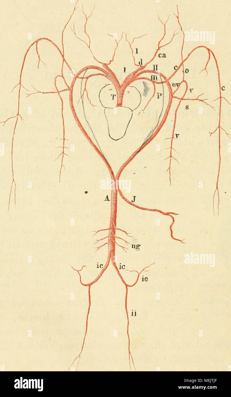 . Die anatomie des frosches. Ein handbuch fÃ¼r physiologen, Ã¤rzte und studirende . Schema des Arteriensystems von Kann esculenta. T Truiieus arteriosus. I Ductus caroticus. II „ aorticus. III „ pulmo-cutaneue. c a A. carotis communis. ( A. lingualis. d Carotidendrüse. o v Art. oceipito-vertebralis. o „ occipitalis. v ,, vertebrali8. P Art. pulmonalis. C ,, cutanea magna. s „ subclavia. A Anita communis. J Art. intestinalis communis. ug Aa. uro-genitales. ic Aa. iliacae coramuues. ii A. iliaca interna s. ischiadica. ie A. iliaca externa. Stock Photo