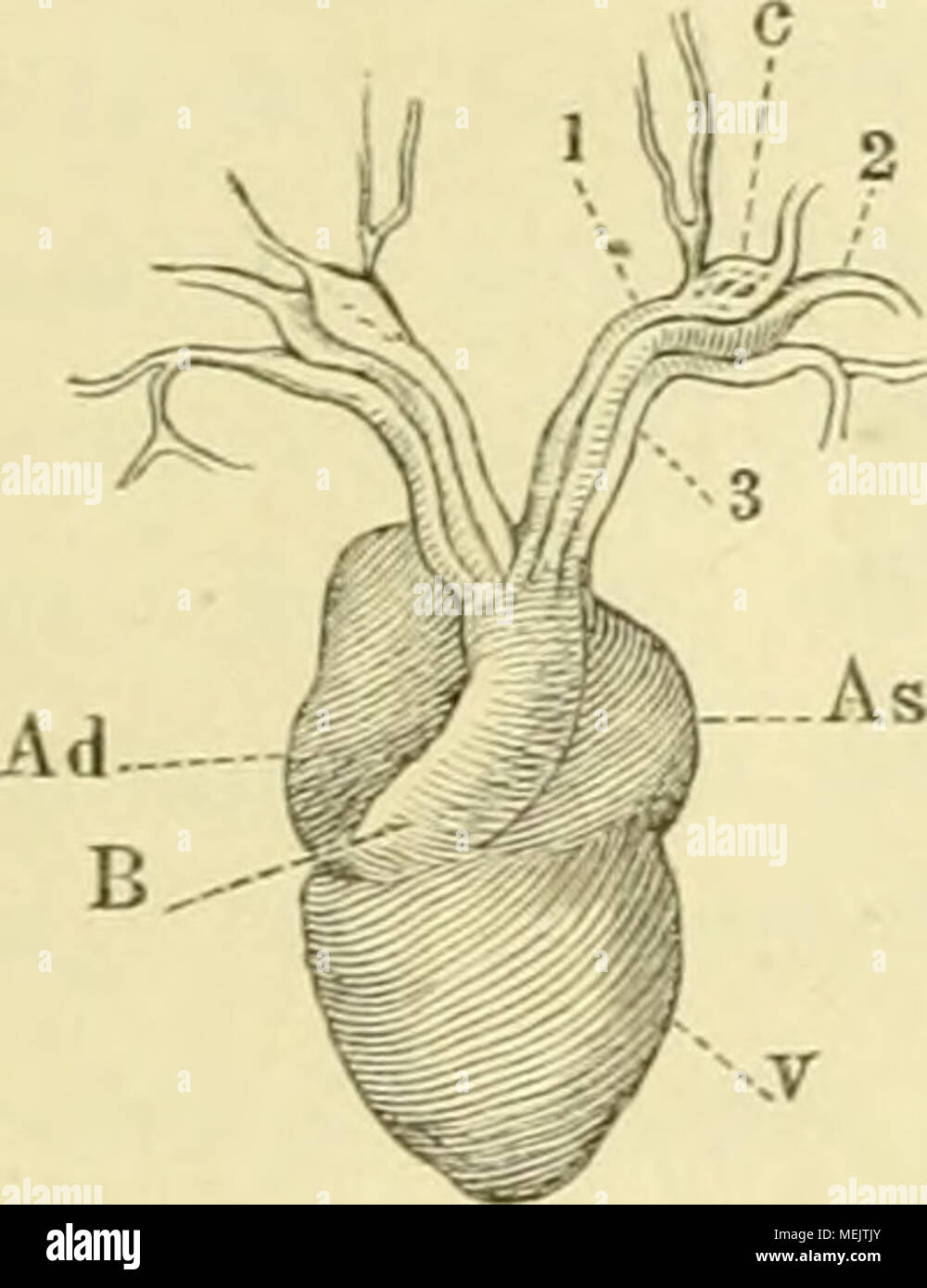 . Die anatomie des frosches. Ein handbuch für physiologen, ärzte und