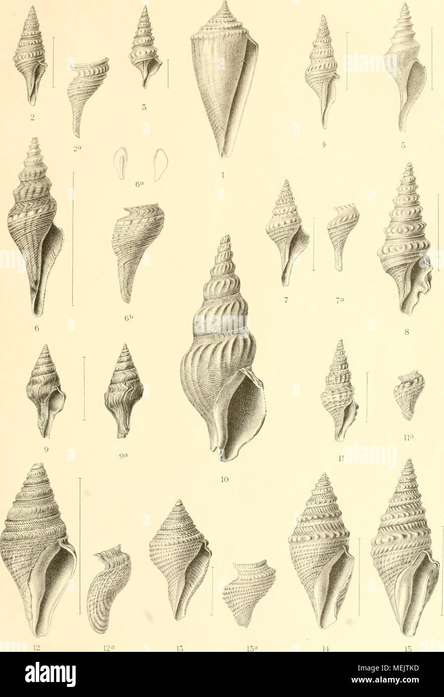 . Die beschalten Gasteropoden der deutschen Tiefsee-Expedition, 1898-1899 . .- y ^j.ir^icpj. &gt;jiz Tflf 7 ^!th .-.r::t:'''.^'tr-st-itiuiUi: rraJunin'''J': 1. Conus torquatus. — 2. Pleurotoma gemmulina. — 3. PL rotatilis. — 4. Surcula exstructa. — 5. Leucosyrinx crispulata. — 6. Surcula circumstricta. — 7. Brachytoma subsuturalis. — 8. Drillia bisinuata. — 9. Clavatula subspirata. 10. Pontothatima Chuni. — 11. Drillia sesquitertia. — 12. Genota atractoides. — 13. G. bitorquata. — 14. G. fissa. 15. G. atractoides v. aethiopica. Verlag von Gujtdv Fischer m Jena.. Stock Photo