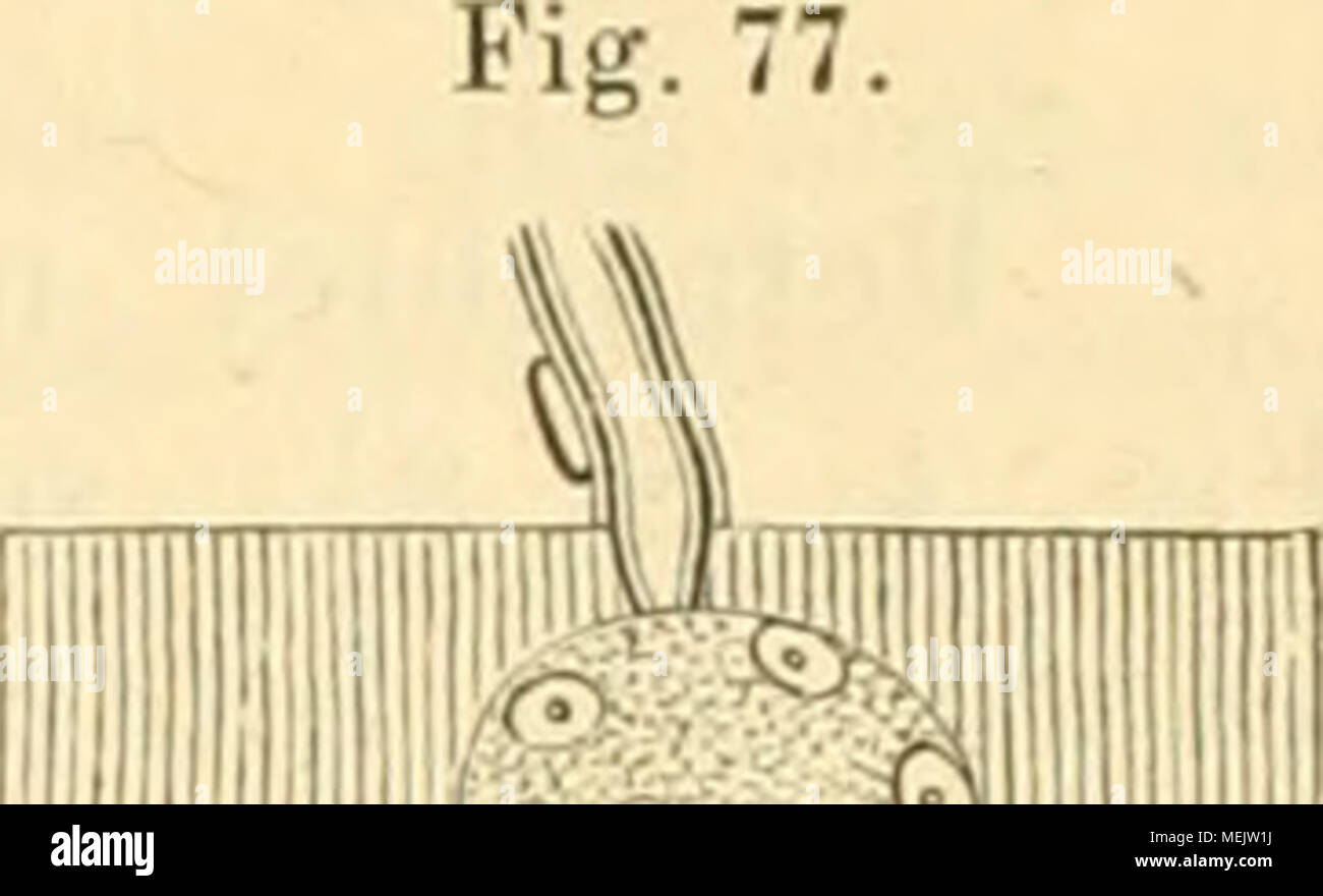 . Die Anatomie des Kaninschens in topographischer und operativer Rücksicht . Sinnes-Apparate. 191 Palpebra tertia vorwärts. Vermöge der Adhäsion der Krümmungsfläche ihrer kon- kaven Seite an den Bulbus gleitet sie vor dem letzteren nach hinten. Bei gleichmäßiger Zusammenziehung der Mm. rectus posticus und retractor bulbi müßte hiernach die Drehung des Bulbus nach hinten von Verschiebung der Palpebra tertia begleitet sein. Motorische Endplatten. Die Nervenver- teilung im M. retractor bulbi läßt sich fast eben so - ———•-J gut übersehen, wie im M. retractor bulbi der Katze KSrSf&quot;riscl! &lt;S Stock Photo