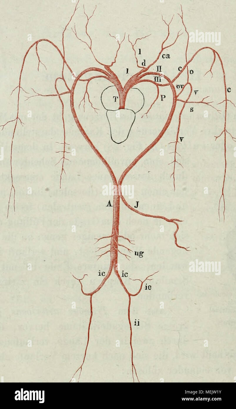 . Die Anatomie des Frosches : ein Handbuch, . Schema des Arteriensystems von Rana esciilenta. T Truncns arteriosus. I Ductus caroticus. II „ aorticuö. III „ pulmo-cutaueus. c o A. carotis communis. l A. liiigualis. d Carotidendrüse. 0 V Art. occipito-vcrtebralis. 0 „ occipitalis. V „ vertebraliß. P Art. pnlmonalis. c „ cutanea magna. s „ subclavia. A Aorta communis, J Art. intestinalis commimis. ug Aa. uro-genitales. i r: Aa. iliacae communes. ii A. iliaca interna s. ischladica, ie A. iliaca externa. Stock Photo