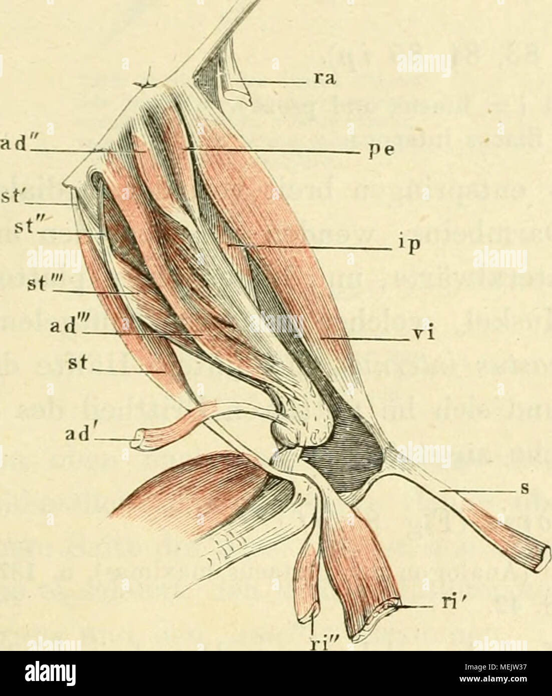 Adductor Longus High Resolution Stock Photography And Images Alamy Adductor Longus High Resolution Stock Photography And Images Alamy