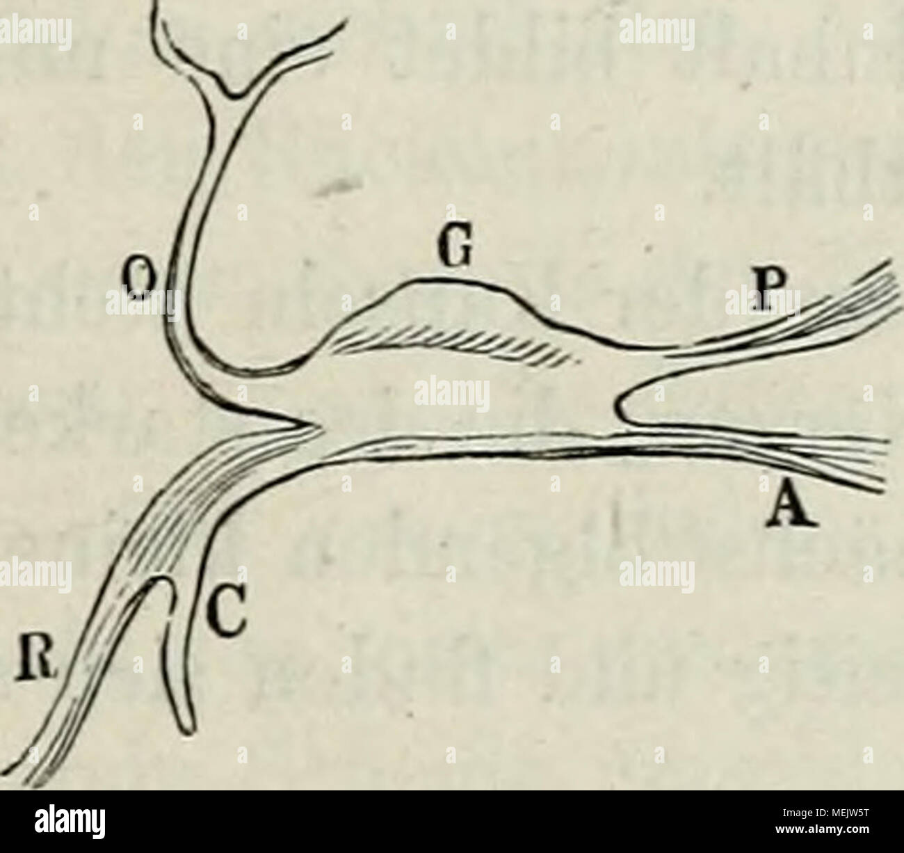 Spinalganglion High Resolution Stock Photography And Images Alamy