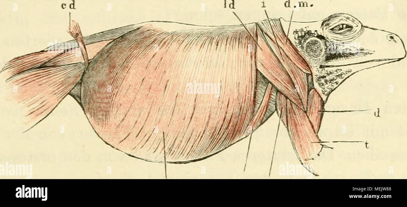 . Die anatomie des frosches. Ein handbuch fÃ¼r physiologen, Ã¤rzte und studirende . oe' ss Muskeln de- Stauimee von raiia eseulenta, vou der rechtet) Seite. o e in. obliquus abdom. externus. 0 e' Scapular-Ursprung desselben. 1 d m. iatiss. dorsi. i m. infraspinatus. d m m. depressor maxillae. ss ra. subscapularis. d m. deltoideus. t m. trieeps brachii. c d m. cutaneus femoris. obliquus externus deckt den hinteren Rand des m. latissimus dorsi, welcher von der unteren, ventralen Fläche der Aponeurose ent- springt. Die Aponeurose theilt sich lateralwärts gleichsam in zwei Zipfel, wovon der eine,  Stock Photo