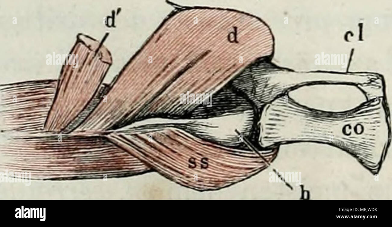 . Die Anatomie des Frosches : ein Handbuch, . der knöchernen Scapula und des OS coracoideum von einer Kno- chenleiste, die, auf dem letzteren Schultergürtel der rechten Seite, von unten gesehen, der Arm in stärkster Abduction. c 0 os coracoideum. c l clavicula. h humerus. SS m. subscapularis. d m. deltoideus. d' port. clavicularis desselben. Stock Photo