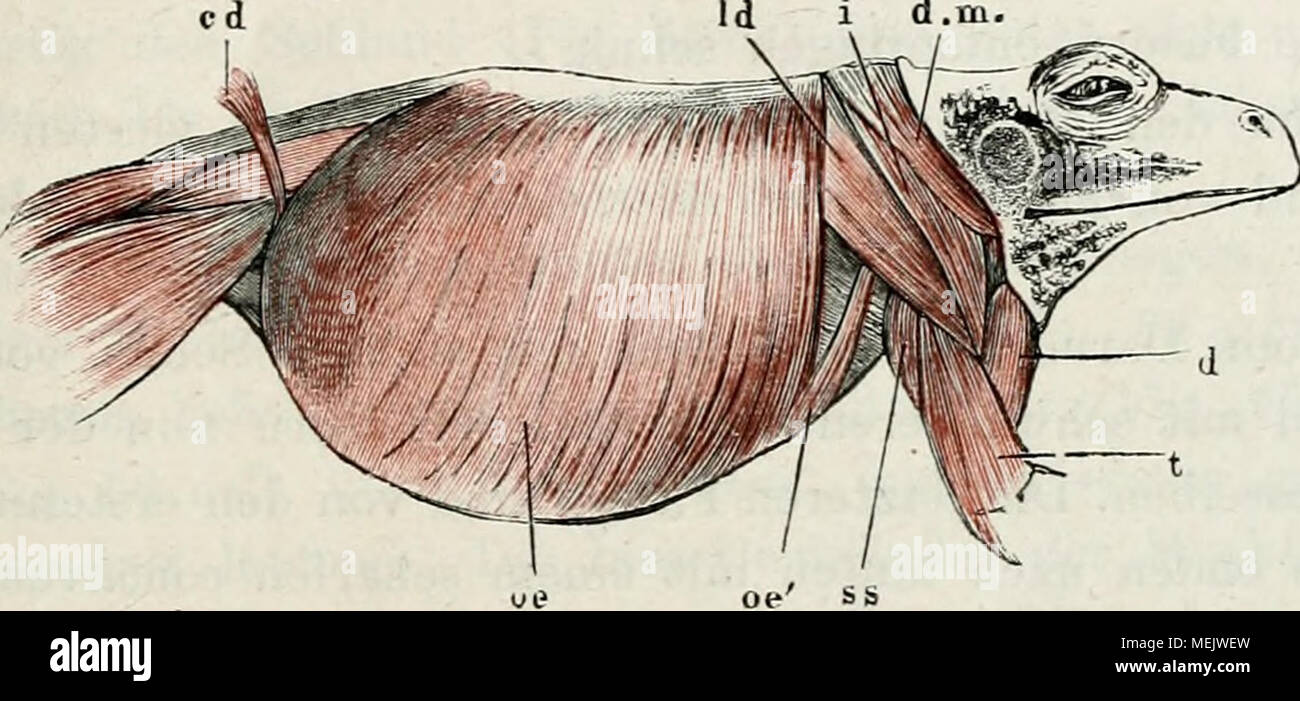 . Die Anatomie des Frosches : ein Handbuch, . Muskeln des Stammes von rana esculenta, von der recliten Seite. oe m. obliquus abdom. externxis. 0 e' Scapular - Ursprung desselben. 1 d m. latiss. dorsi. i m. infraspinatus. d m m. depressor maxillae. s s m. subscapularis. d m. deltoideus. t m. triceps bracliii. » c d m. cutaneus fenioris. obliquus externus deckt den hinteren Rand des m. latissimus äorsiy welcher von der unteren, ventralen Fläche der Aponeurose ent- springt. Die Aponeurose theilt sich lateralwärts gleichsam in zwei Zipfel, wovon der eine, hintere, in den obliquus externus übergeht Stock Photo