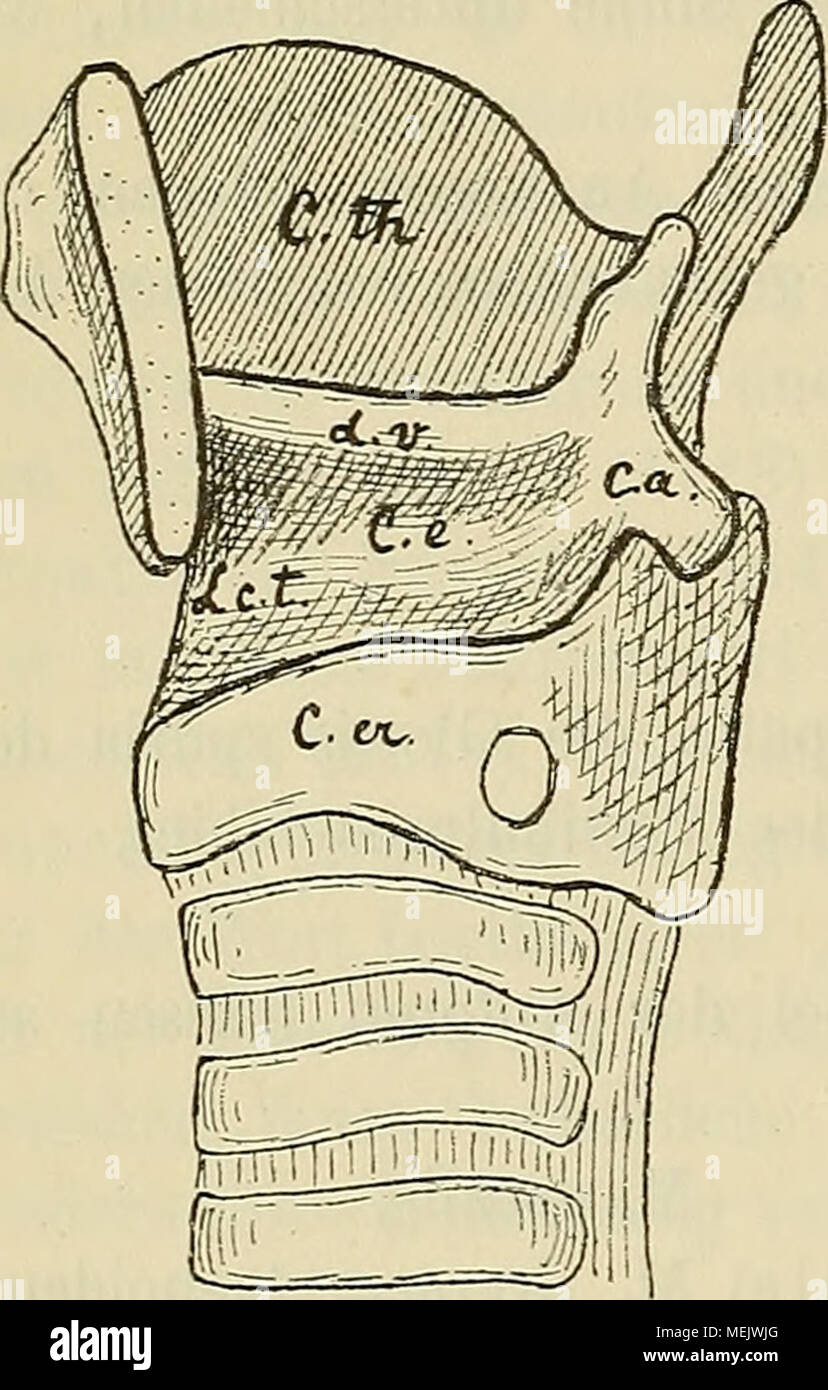 Lower Conus Elasticus