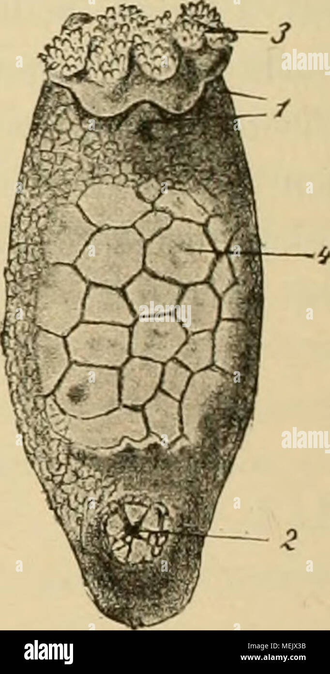 . Die Amphorideen und Cystoideen Beiträge zur (Morphologie und Phylogenie der Echinodermen.) . Fig. 18. Fig. 19 A. Fig. 19 B. Cucninarii» Planci (nach A. Lang). Psolus epliippifer (nach Theel). Die doppelteu Fiisschen - Reihen von drei Ambulacren Fig. 19 A. Junges Weibclien, Dorsal-Ansicht. 1 Munciklapi)en, sind sichtbar. 1 die zwei kleinen Myndtenlakeln, 2 Mund, 2 After-Klappen. Fig. 19 B. Weibchen, Dor.sal-Ausicht 1 Mund- 3 After. Klappen geöliuet, 3 Jlundfüliler, 4 Kalktafeln des Rücken-Panzers, 2 After-Klappeu. abgestutzt und mit einem Tentakel-Kranz umgeben. Die zahlreichen, von Bakkandk  Stock Photo