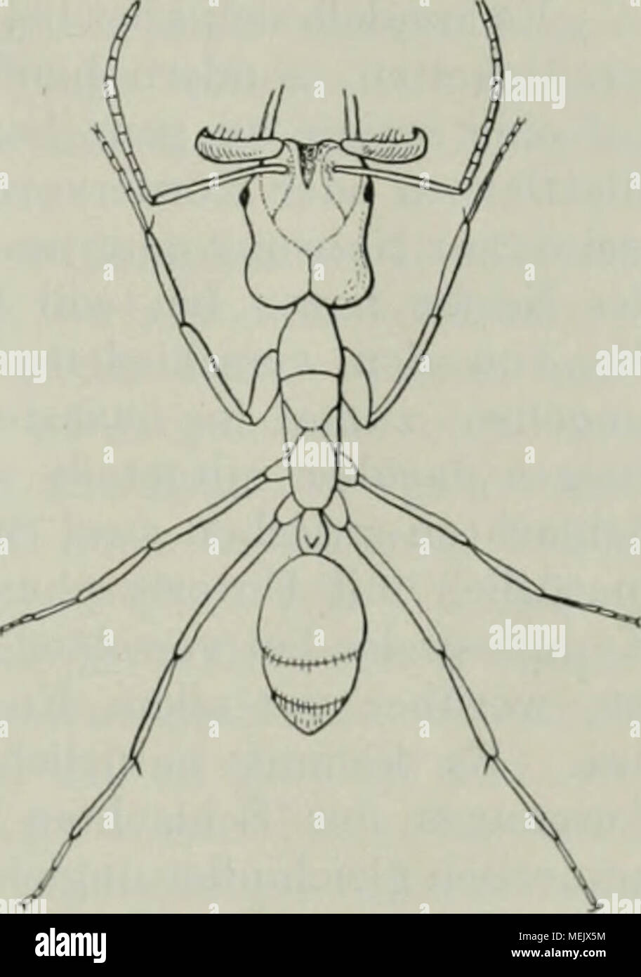 . Die Ameise. Schilderung ihrer Lebensweise . Odontomachus haematodes L. mit geöffneten Mandibeln. Nach Wheeler. Stock Photo
