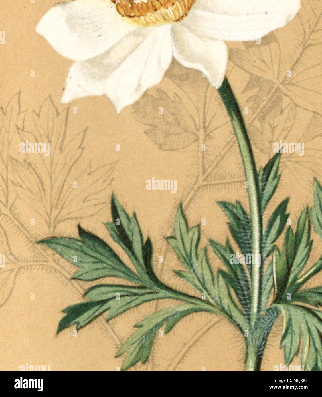 Die Alpenpflanzen Nach Der Natur Gemalt Vol 1 A J Lt A O Stock Photo Alamy