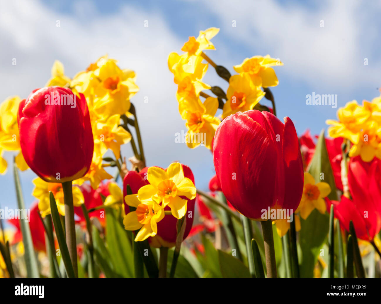 Tulips and Daffodils against sky in formal garden Stock Photo
