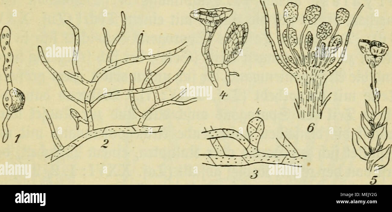. Die Algen, Moose und Farnpflanzen. . Staf. XXIV. 1. Funaria hygrometrica, feimenbe Spore. 2. 2)e§gl., Sßrotonema. 3. Bryum argenteum, ^Srotonema mit Ärtofpe (k). 4. Diphyscium foliosum, trompetenförmige^ 9ßrotcmema mit ®nofpe. 5. Tetraphis pellucida, gcm^e ^ftcmje mit S3rutBed)er. 6. 2&gt;e5gt., &amp;uerfcr)mtt burd) .ben leiteten, bie 93rurlörperd)en jeigenb. 3r)re ft)ftematifd)e ©telfnng fcrjeint nod) nidjt gan§ geflärt §u fein, ba bie Statoren fie berfdjieben berjanbeln nnb fie balb mit ben eigenttidjen Bryales bereinigen, balb alle ober teil* roeife (Archidium) babon trennen. £)ie ®apfel Stock Photo