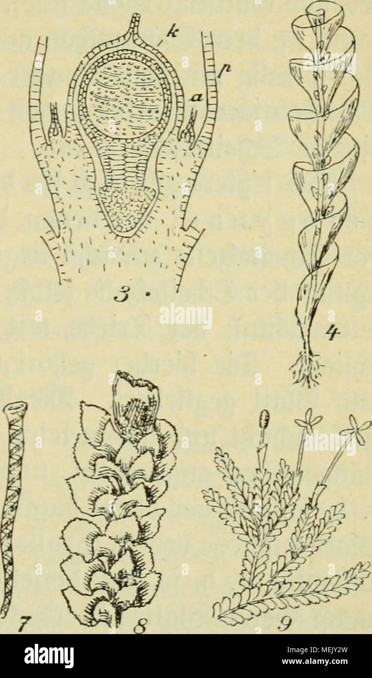 . Die Algen, Moose und Farnpflanzen. . Xaf. XXII. 1. Pellia epiphylla mit 3rrüd)ten, k ®att)ptra. 2. Blasia pusilla. 3. Cephalozia (Jungermannia) bicuspidata: £äng§jtf)nitt be3 unreifen ©poro* goniumS, k ®alt)ptra, a unoefrudjtet peutieoeneä 2Ird)egonium, p ^eriantt). 4. Riella helicophylla. 5. Frullania Tamarisci, ©tengelftücf tiou unten geferjen, w SBafieriacf, a 2lmpt)igaftrien. 6. Leptolejeunia stenophylla, aufgesprungene Sapfel, e (Jlateren, k Salrjptra, a 2trd)egoniurnfjalä. 7. Frullania dilatata, (Statere. 8. Scapania nemorosa. 9. Plagiochila gigantea. o baf3 biejer weiter roädjft unb  Stock Photo