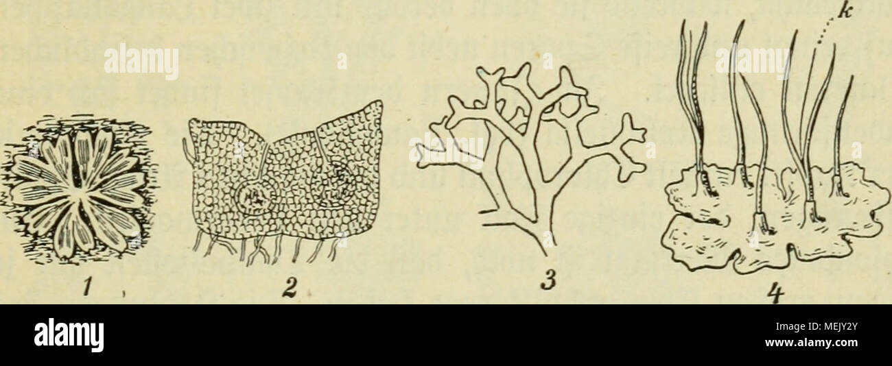 . Die Algen, Moose und Farnpflanzen. . %a. XXI. 1. Riccia glauca, auf bem 33oben hmdf)fenb. 2. Eiccia minima, &amp;uerfd)nitt burd) einen 2^aUuilappen, mit iungen ©porogonien. 3. Eiccia fluitans, unter SBaffer le&amp;enbe 3rorm. 4. Anthoceros laevis, mit reifen ebe3 frei. (Elateren werben ntdjt gebilbet. ©er £r)attu§ ift fetjr regelmäßig bid)otom ber^roeigt unb bifbet meift gietüd)eJKofetten auf feudjter (ärbe (Riccia glauca, crystallina u. a.). Riccia fluitans ift eine im Söaffer fdjtoimmenbe, fterite gorm ber R. canaliculata. Ricciocarpus natans fcrjftnmmt auf bem Sßaffer. SSeibe Wirten fru Stock Photo