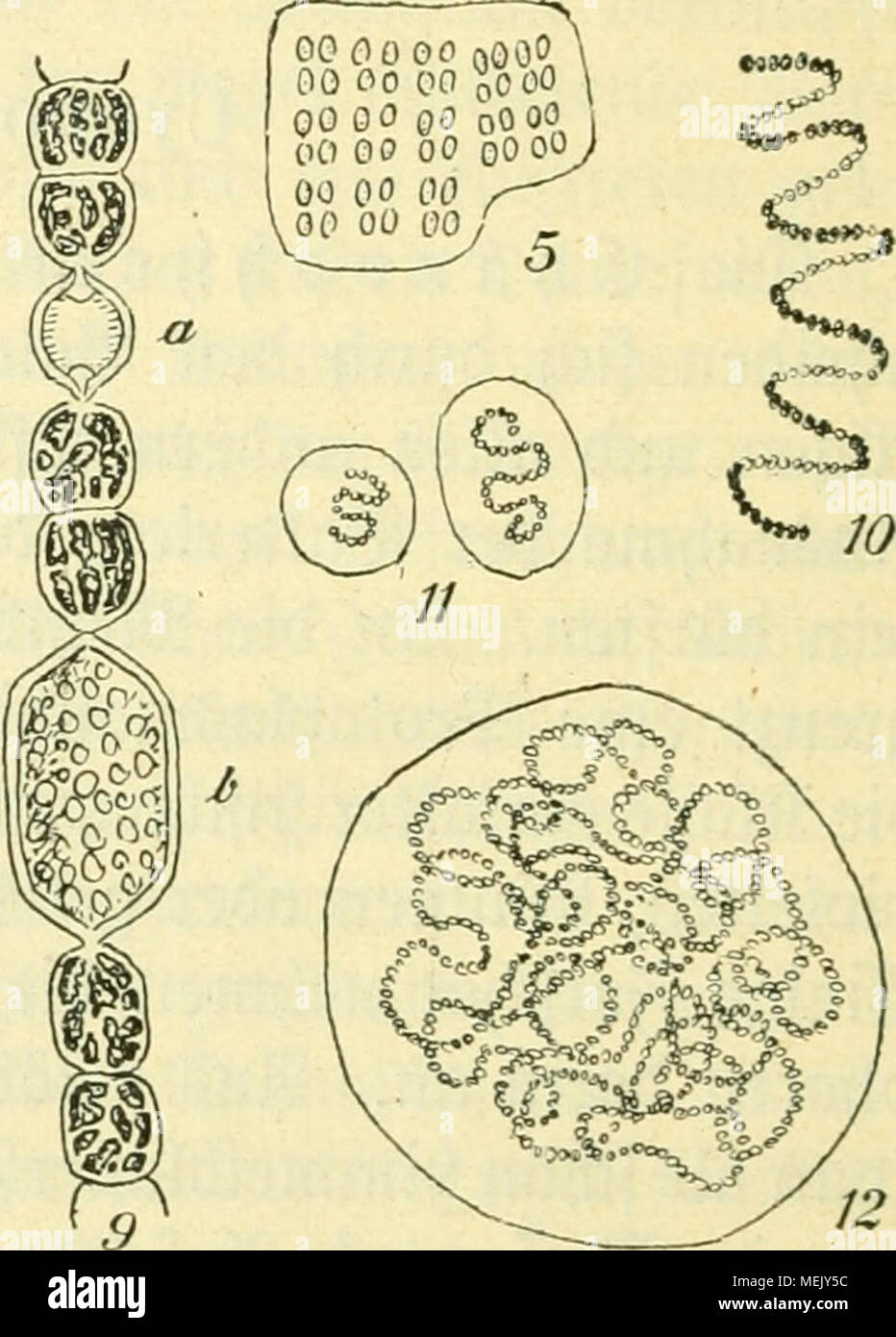. Die Algen, Moose und Farnpflanzen. . £af. I. l. (Sdjemabeä 93aue§ ber£t)anobrjv)ceenseile: a Sentralforper, b äußere pefärbte ^rotoblaSmafdjicfrt, c Membran. 2. Gloeocapsa polydermatica. 3. Microcystis (Clathrocystis) aeruginosa. 4. Coelosphaerium Kützingianurn, b Optiker &amp;uerfd)mtt. 5. Merismopedia. 6. Oscillatoria. 7. Phormidium viiide. 8. Arthrospira (Spirulina) Jenneri. 9. Anabaena macrospora mit .t&gt;ereroct)[te (a) uub ©bore (b). 10. Anabaeua spiroides. 11. Nostoc, iuugc Kolonien. 12. Nostoc, ältere Volonte. 13. Nostoc, feimenbe ©bore. 14. Scytonema mirabile, faTfd)e ^ergiueigung. Stock Photo