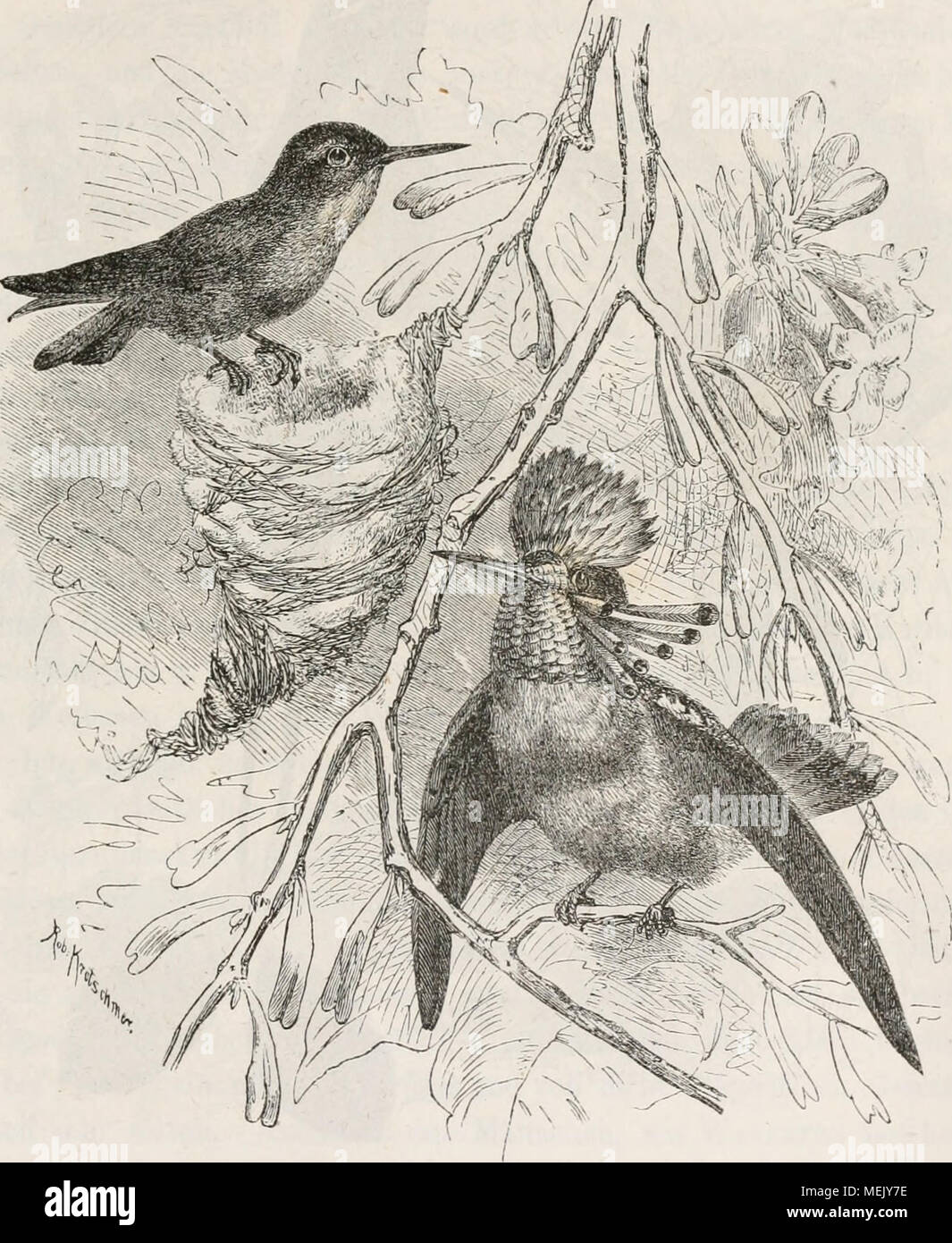 Paradiesvögel Paradiesvogel Strahlenparadiesvogel LITHOGRAPHIE von 1845 