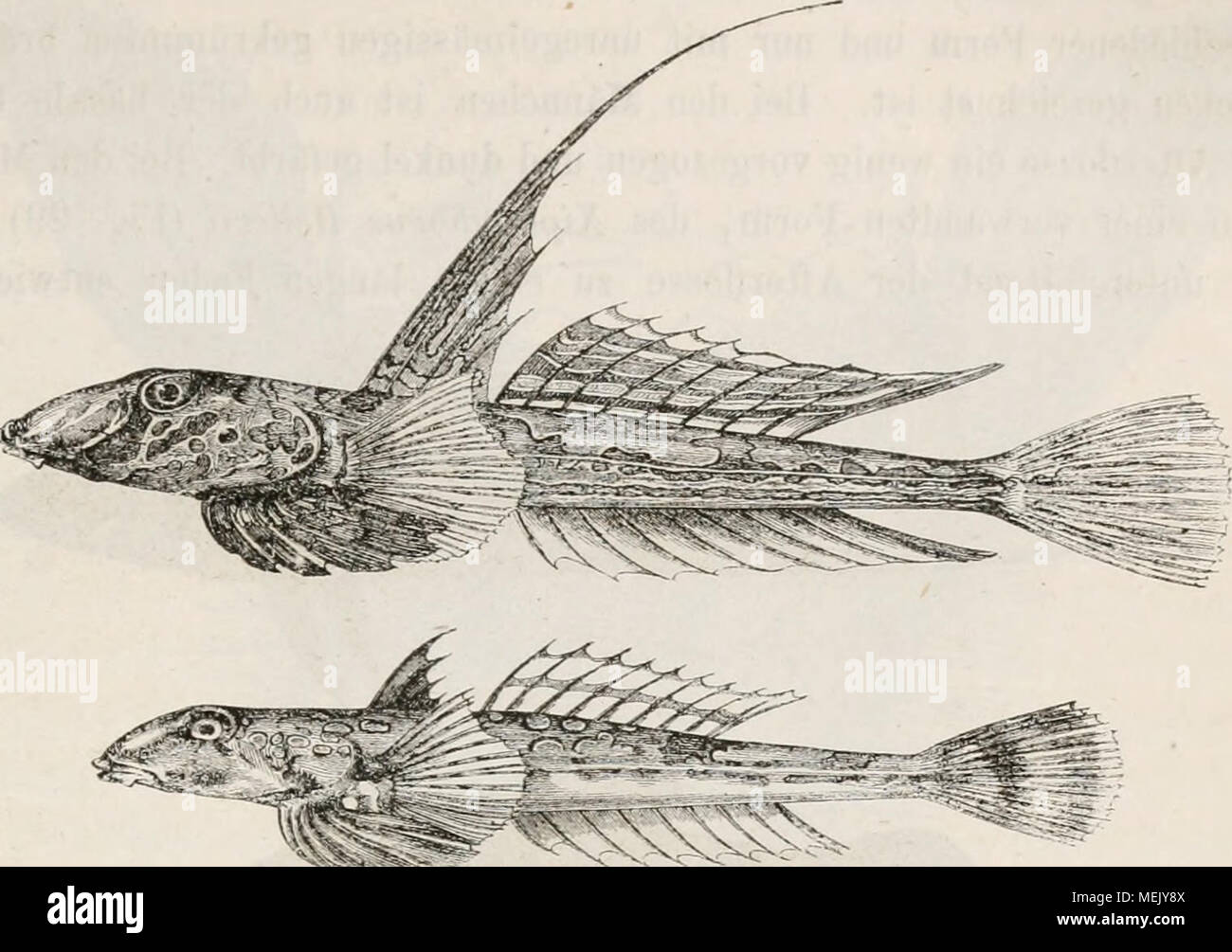 Page 6 Mannchen Und Weibchen High Resolution Stock Photography And Images Alamy