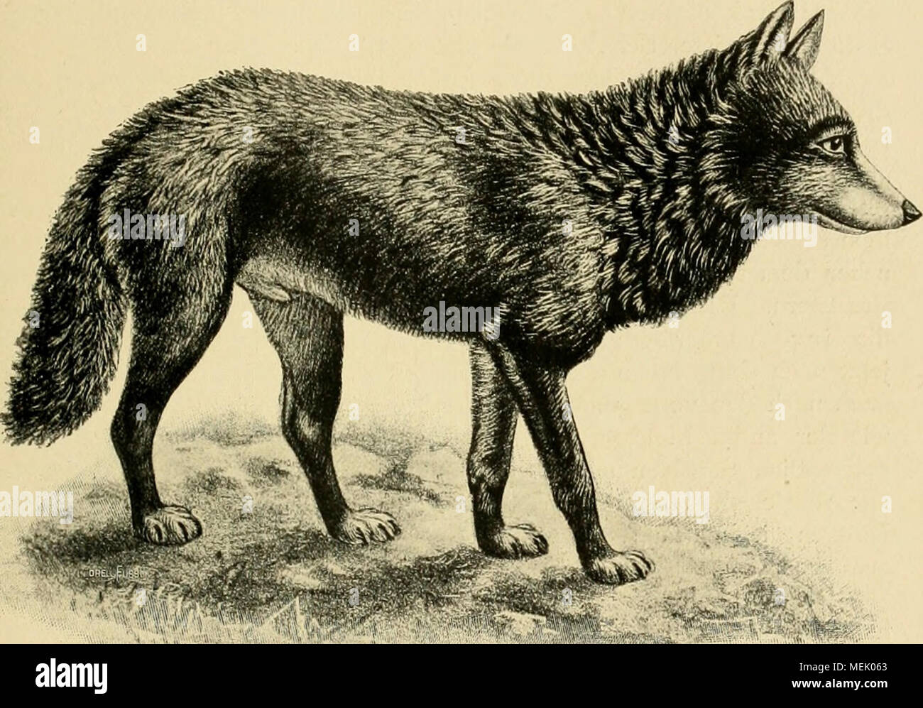 Die Abstammung der ältesten Haustiere .. . Fig. 23. Tibetwolf (Canis  niger). (Nach Sclater.) Tibethunden und europäischen Doggen erscheint  jedoch eine Beziehung zum Dingo wenig sicher, zumal beim Nepalhund die  Einwirkung