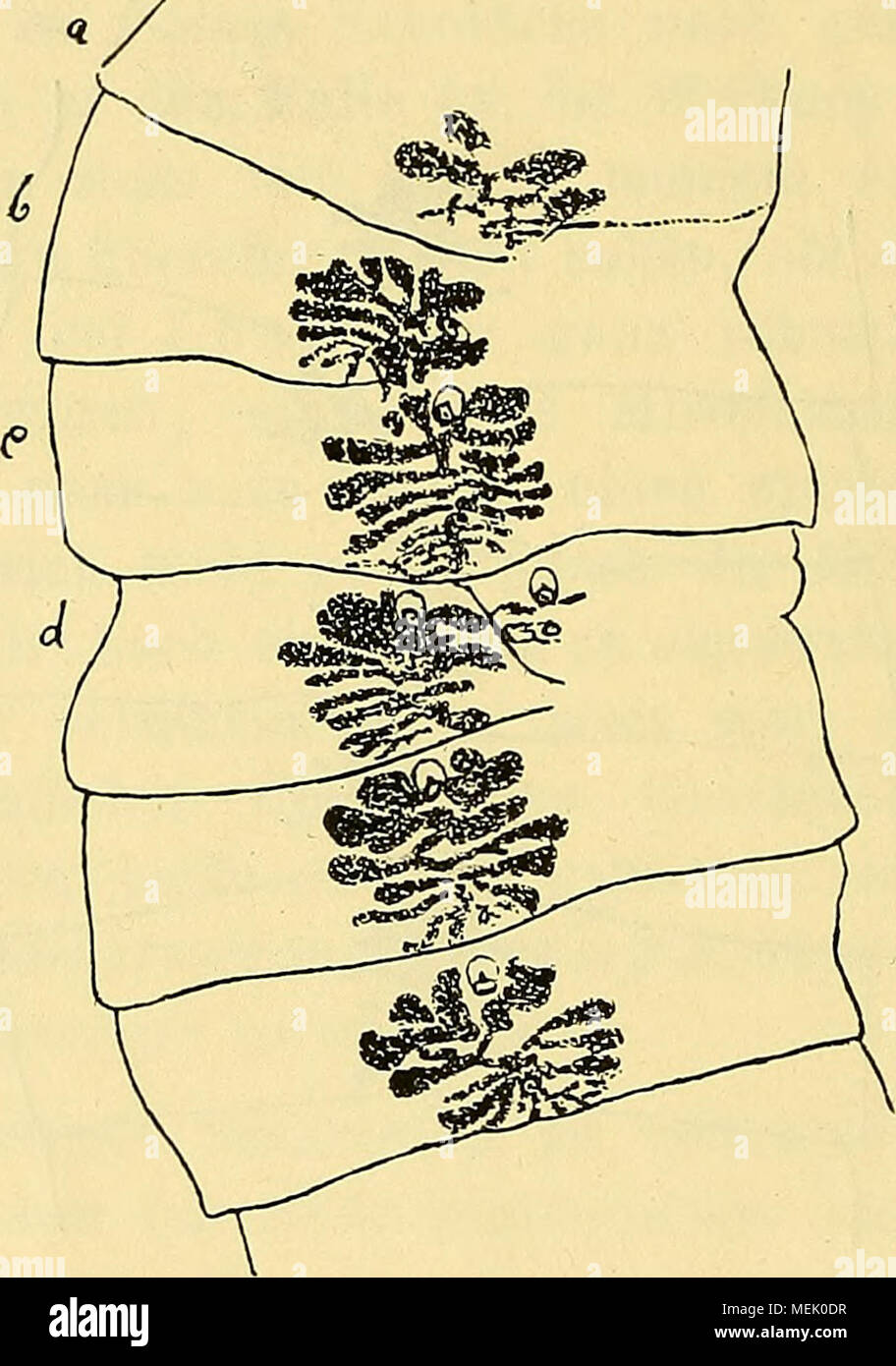 . Die Abnormitäten in den Proglottiden der Cestoden, insbesondere der Bothriocephaliden . Fig. 24. weise unterdrückt sind. In einigen Fällen sind nur Uterusteile zu erkennen, wohingegen ein Cirrusbeutel gänzlich fehlt, während ich den entgegengesetzten Fall, dass ein Cirrusbeutel vorhanden ist, Uterusäste aber gänzlich fehlen, niemals beobachtet habe. Wir können sagen, dass bei Dibothriocephalus latus sowohl, wie bei Bothridium pythonis die Mittellinie einer normalen Pro- glottis, in welche auch der Cirrusbeutel fällt, die Uterusäste in zwei annähernd symmetrische Hälften zerlegt. In diesem Si Stock Photo
