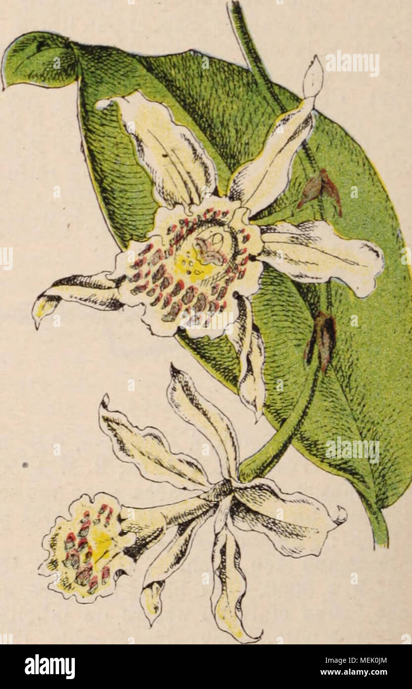 Dictionnaire D Horticulture Illustra C Par D Bois Pra C Face