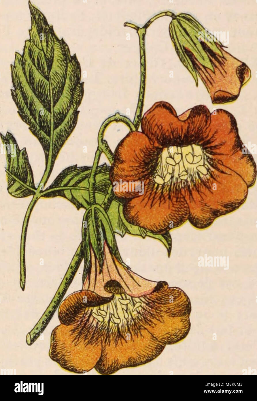 . Dictionnaire d'horticulture illustrÃ© / par D. Bois  prÃ©face de Maxime Cornu  avec la collaboration de E. AndrÃ© ... [et al.]. . Fig. 884. â Tkgoma Grandiflora Lois. Le T. cerusana Dup., la Pyrale du Cerisier, a les ailes antÃ©r. d'un blanc de craie lÃ©gÃ¨rt. jau- nÃ¢tre, avec trois taches grises. Les chenilles se trouvent en mai, dans les bouquets de fleurs des Cerisiers, des Pruniers et des Poiriers, par- fois sur les Ormes. Une seconde gÃ©nÃ©ration en sept, hiverne Ã l'Ã©tat de chrysalide. Pour dÃ©- truire ces esp., il faut rÃ©colter les paquets de files, pliÃ©es et les brÃ»ler. P. Tn. T Stock Photo