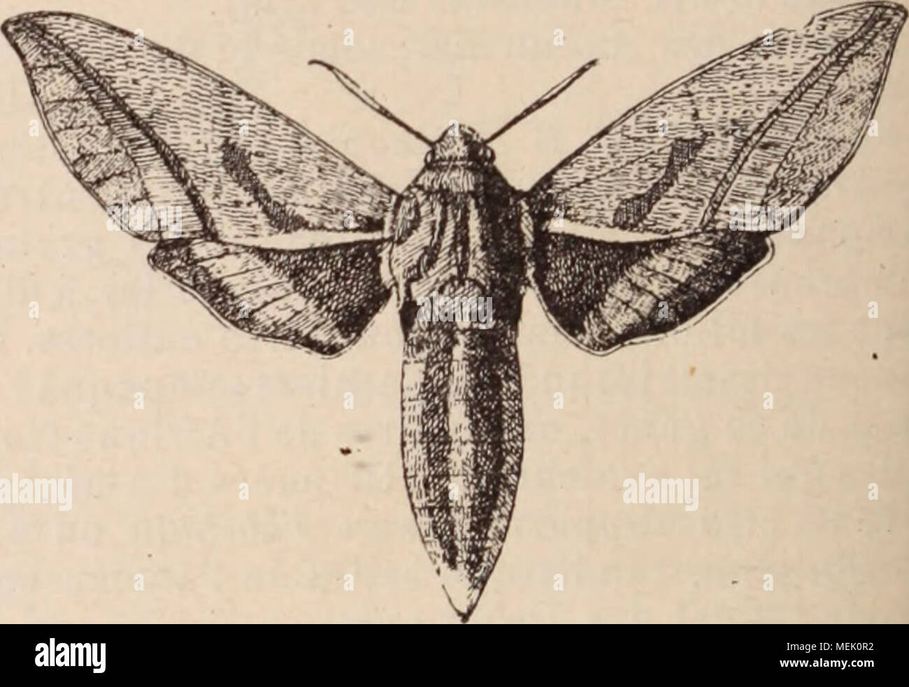 . Dictionnaire d'horticulture illustrÃ© / par D. Bois  prÃ©face de Maxime Cornu  avec la collaboration de E. AndrÃ© ... [et al.]. . Fig 832. â Sphinx de la vigne. S de la Vigne (ChÅrocampa Elpenor Lin.) a une envergure de 64 mm. Les ailes antÃ©r sont d'un rouge pourpre avec 3 bandes d'un vert olive. Les postÃ©r. sont roses avec la base noire. La chenille, d'abord verte, brun ensuite, se nour- rit des Aies, de pl. variÃ©es (Fuchsias, Galium, etc.), mais rart des files, de Vigne. (Fig. 832). SmÃ©rinthe du Tilleul (Smerinthus TiliÅ), varie beaucoup comme coloration : du gris blanchÃ¢tre au chamoi Stock Photo