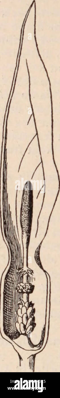 . Dictionnaire d'horticulture illustrÃ© / par D. Bois  prÃ©face de Maxime Cornu  avec la collaboration de E. AndrÃ© ... [et al.]. . Fig. 829. â Spadice (arum). S. bulbifera Ker. (Ixia bulbifera L.) â B. M. 545 ; Red. Lil. t. 128 ; Andr. Bot. Rep. t. 48. â Fl. jaunes ou violettes. (S. violacea Eckl.) S. grandiflora Ker. (Ixia grandiflora Delar.) â B. M. t. 779 ; B. R. 258 ; B. M. 541 ; Red. Lil. 139, 362. â Fl. jaunes ou pourpres, mais plus grandes que dans la prÃ©cÃ©dente. On y rapporte un certain nombre de types considÃ©rÃ©s comme var. : fimbriata, lacera, Liliago, stellaris, atropur- purea,  Stock Photo