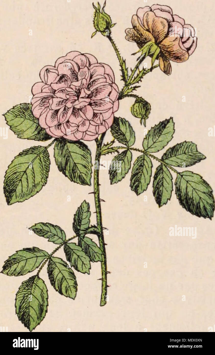 . Dictionnaire d'horticulture illustrÃ© / par D. Bois  prÃ©face de Maxime Cornu  avec la collaboration de E. AndrÃ© ... [et al.]. . Fig. 775. â Rose multiflore. Rosa multiflora Thunb. 0 R. multiflora Thunb. (B. potyantha S. et Z.) B. multiflore (Fig. 775.) â Asie. â B. M. 1059 et 7119; B. R. 425, 1372; Bois, Atl. Pl. Jard. pl. 82; Red. roses, 91, 92; Herb. Amat. 1, 67. â Files, Ã©troitement obovales, attÃ©nuÃ©es Ã la base, pubescentes; stipules laciniÃ©es; fl. blanches, roses ou rouges, en pyramide. R. setigera Mich. (B. rubifolia Br.) B. sÃ¨tigere. â AmÃ©r. du Nord. â Red. roses, 152. â Files Stock Photo
