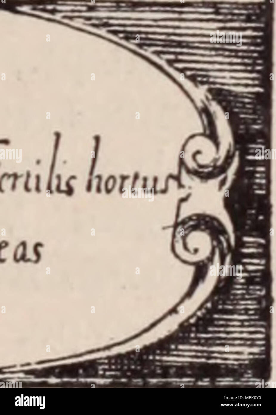 . Dictionnaire d'horticulture illustrÃ© / par D. Bois  prÃ©face de Maxime Cornu  avec la collaboration de E. AndrÃ© ... [et al.]. . e MusÃ©um possÃ¨de encore actuellement l'indi- vidu le plus ancien de France, plantÃ© en 1636 )ar Vespasien Robin, fils du prÃ©cÃ©dent ; cet irbre historique fleurit encore tous les ans. On utilise, dans la dÃ©coration des parcs, outre a pl- typique, de trÃ¨s nombreuses var. intÃ©res- antes, notamment les suivantes : Bessoniana, trÃ¨s employÃ© pour les plantations les avenues, Ã cime arrondie, compacte; Decais- eana, R. H. 1863, p. 151, pl. col. ; Fl. d. S. 19 t.  Stock Photo