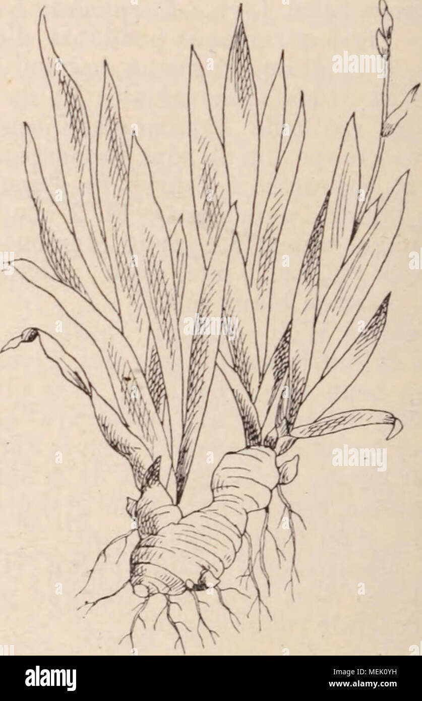 . Dictionnaire d'horticulture illustrÃ© / par D. Bois  prÃ©face de Maxime Cornu  avec la collaboration de E. AndrÃ© ... [et al.]. . Fig. 760. â Rhizome (iris). RhizocarpÃ©es. Voir HydroptÃ©ridÃ©es. RHIZOCTONIA. MycÃ©lium (voir ce mot) stÃ©rile et dont la fructification est encore incertaine. Il forme sur les racines et les organes souter- rains d'un certain nombre de plantes, des amas en forme de trÃ¨s petites pelotes et arrive au contact des Ã©lÃ©ments vivants qu'il tue. Il semble que la mÃªme espÃ¨ce (R. violacea) attaque Luzerne, Crocus, Asperge, Betterave, Pomme de terre, en produisant un  Stock Photo