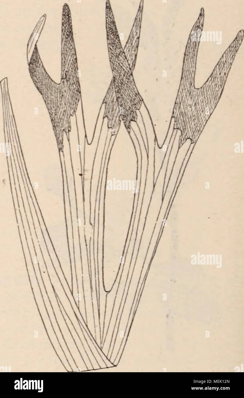 . Dictionnaire d'horticulture illustrÃ© / par D. Bois  prÃ©face de Maxime Cornu  avec la collaboration de E. AndrÃ© ... [et al.]. . Fig 713. â PLATYCERIUM ALCICORNE DeSV. PLATYCERIUM Desv. (FougÃ¨res, Polypodfa- cÃ©es.) Pl. Ã frondes entiÃ¨res, lobÃ©es, dimorphes, les fertiles portant des sores Ã©talÃ©s, nus, Ã la partie supÃ©r. de leur face infÃ©r. Se cultivent en suspensions sur liÃ¨ge, bois poreux, etc. P. aethiopicum Hook. (P. stemmaria Beauv.) â Hook. Gard.Ferns,9. â Afr.trop. â Frondes stÃ©riles lobÃ©es, peu larges ; les fertiles doublemt, dichotomes, retombantes, vert pÃ¢le, pulvÃ©ru- l Stock Photo