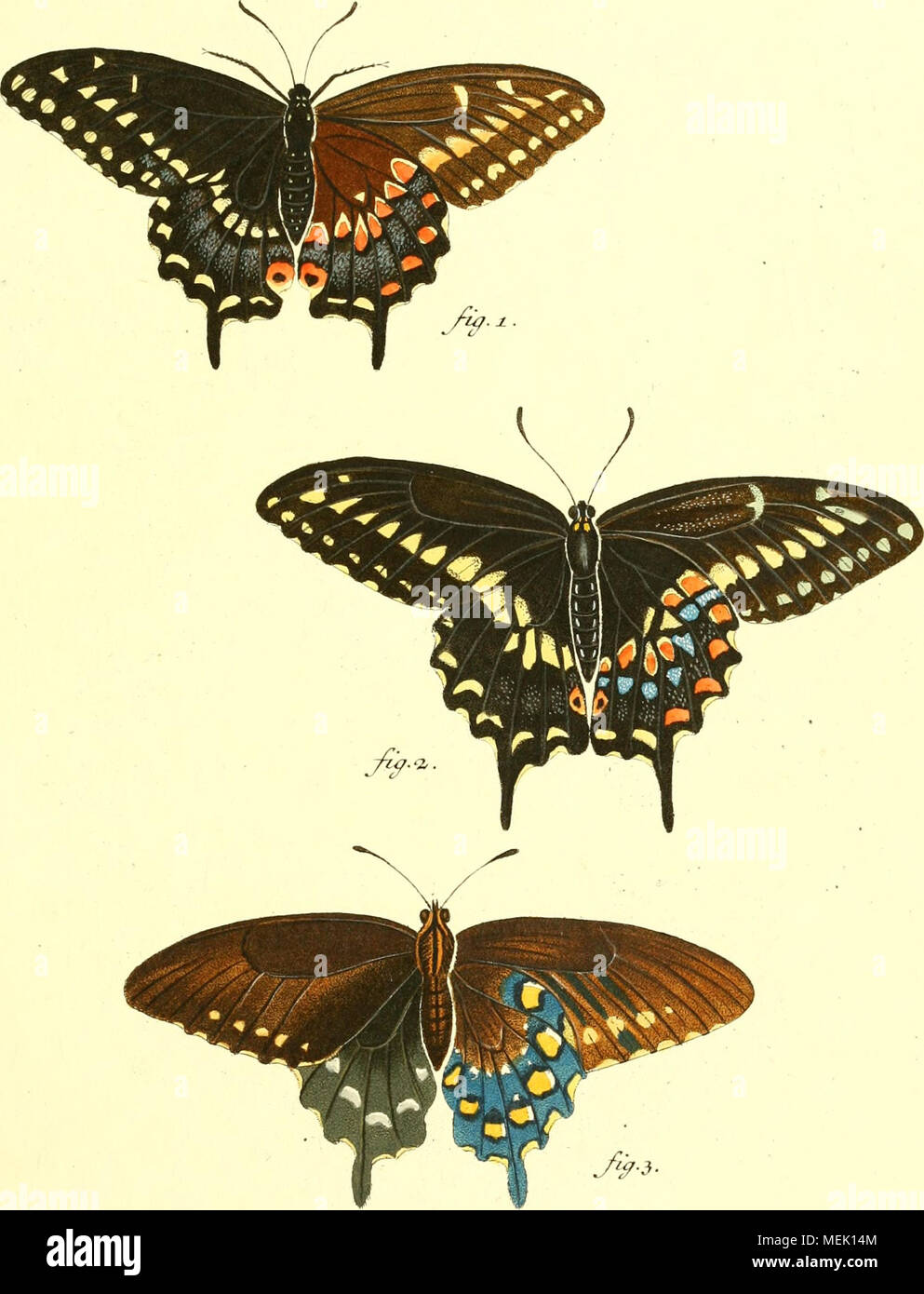 Die Auslandischen Schmetterlinge In Abbildungen Nach Der Natur Papil Exotic Z I Troi Ss I Mas Fzp 7 Ssem Vi Krizis Ssj J Tm Mor I C Jiock Fc Stock Photo Alamy