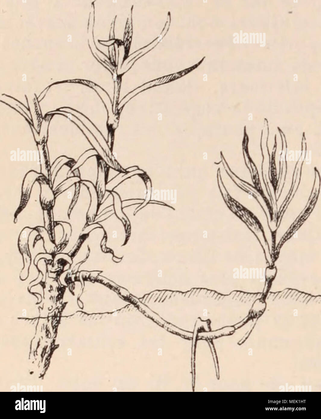 Marcottage High Resolution Stock Photography And Images Alamy Le marcottage est l'une des techniques qui permet de multiplier des plantes en horticulture. https www alamy com dictionnaire dhorticulture illustr par d bois prface de maxime cornu avec la collaboration de e andr et al fis 564 marcottage de lillet d marcottage en serpenteau et m par cou chage continu lorsquon a affaire des es pces dont les tiges sont trs longues et trs flexibles comme cest le cas pour les amp lopsis aristoloches celastrus scandens clma tites marsdenia periploca vignes etc on peut alternativement coucher et relever ces image181127236 html