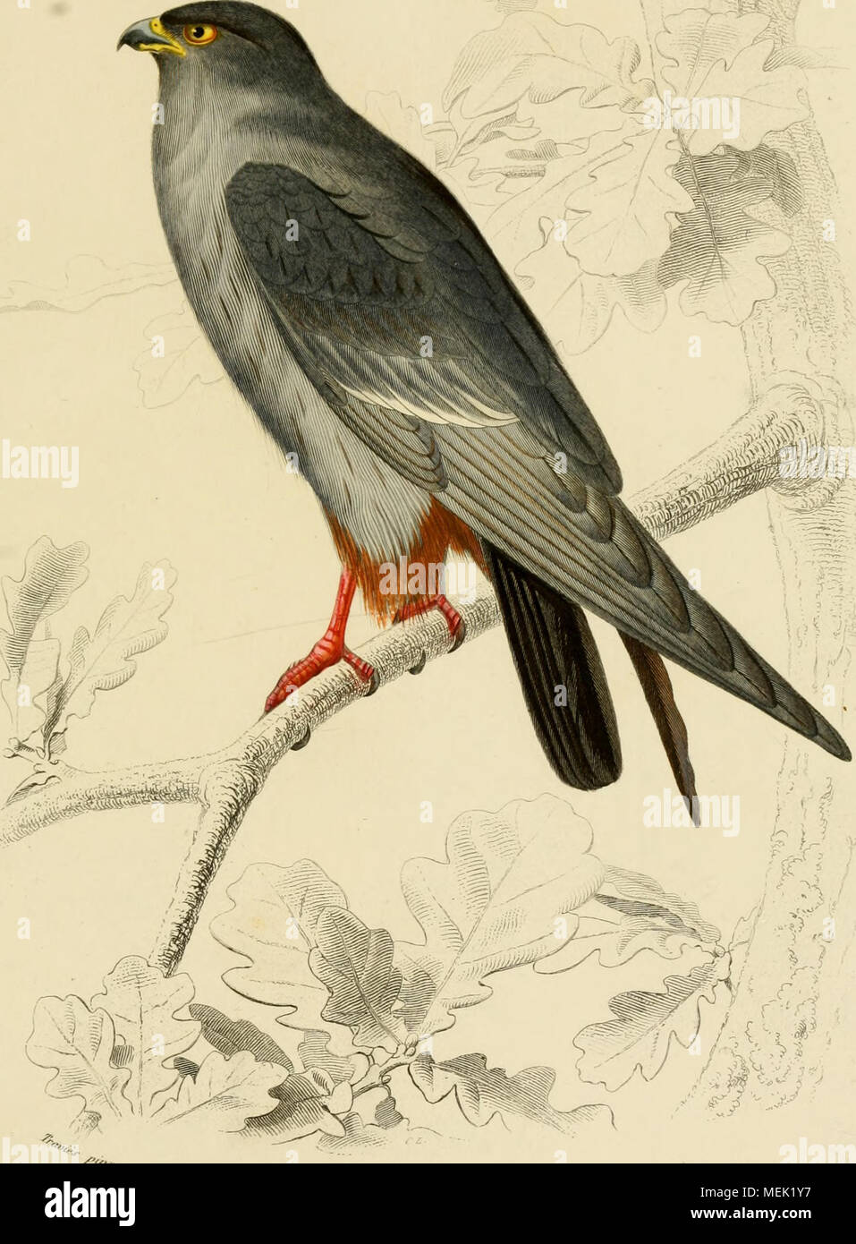 Dictionnaire Universel D Histoire Naturelle Atlas Lt Lseai S Hk Puou F Diraxks A F Y R V Y A R A Fillc O Rallpps Yy J Stock Photo Alamy