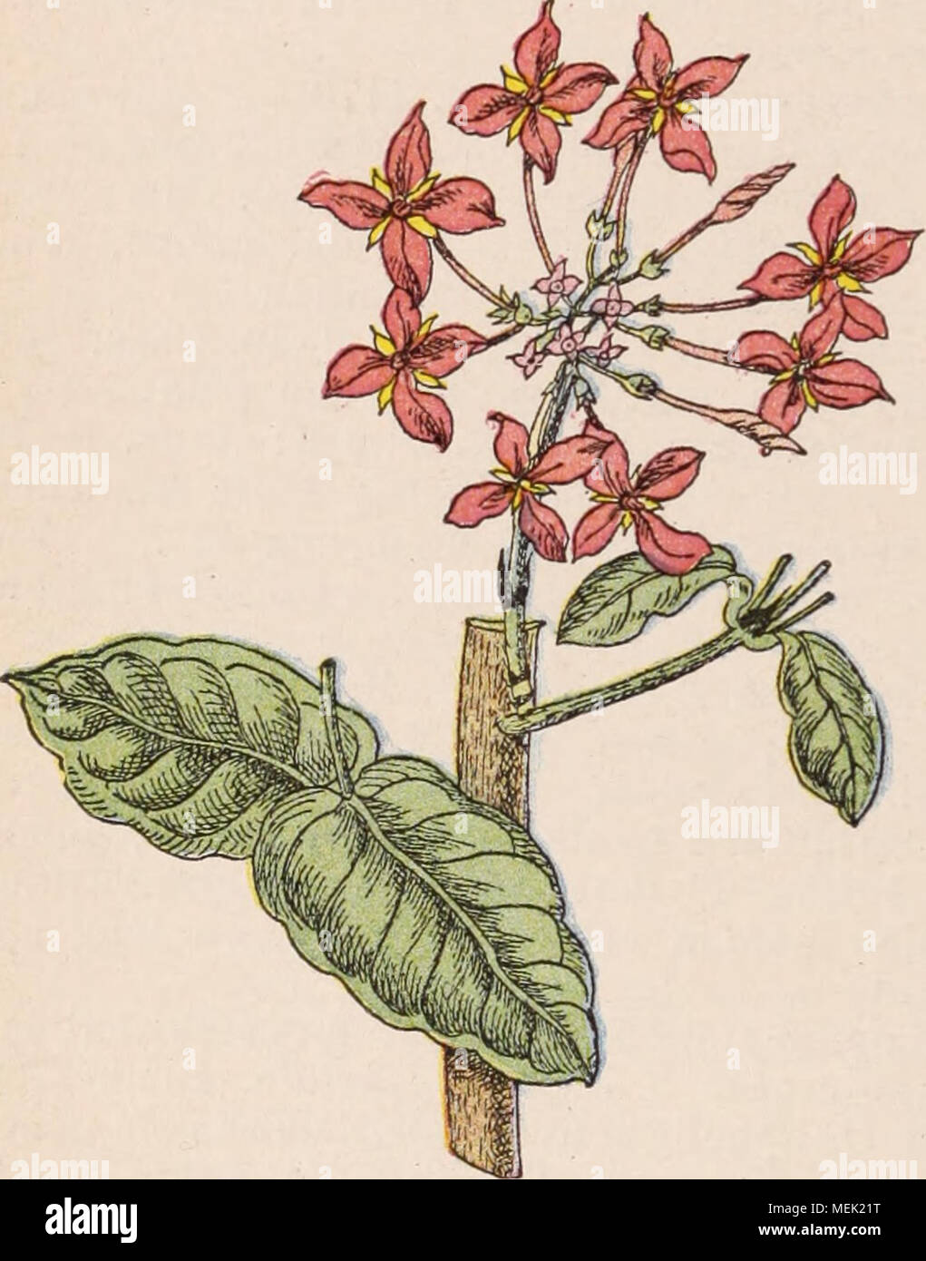 . Dictionnaire d'horticulture illustrÃ© / par D. Bois  prÃ©face de Maxime Cornu  avec la collaboration de E. AndrÃ© ... [et al.]. . Fig. 504. â IXORA COGCINEA L. sarte; calice Ã 4-5 dents courtes; corolle Ã long tube grÃªle et cylindrique; limbe Ã 4, rarement 5 lobes Ã©talÃ©s, plus courts que le tube; 4 ou 5 Ã©tamines exsertes; ovaire biloculaire; style fili- forme, divisÃ© en 2 branches exsertes, Ã©talÃ©es ou recourbÃ©es, rarement soudÃ©es; fruit en baie, Ã 2 noyaux monospermes. Plus de 100 espÃ¨ces des rÃ©gions tropicales d'Asie et d'Afrique; rares dans les Ã®les du Pa- cifique et l'AmÃ©riqu Stock Photo