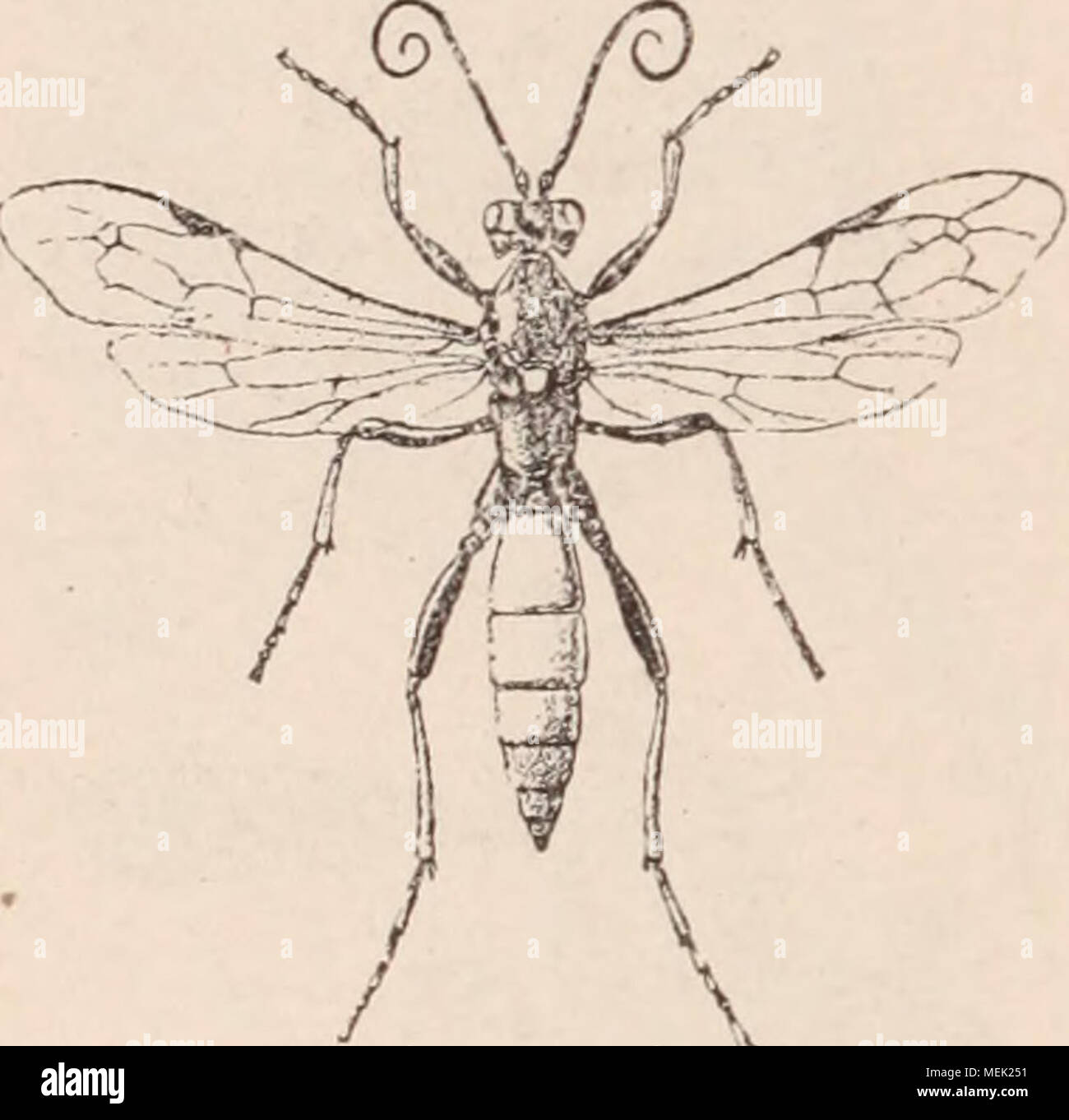 . Dictionnaire d'horticulture illustrÃ© / par D. Bois  prÃ©face de Maxime Cornu  avec la collaboration de E. AndrÃ© ... [et al.]. . Fi2. 492 Iclineumon. A l'Ã©tat adulte, les Ichneumons volent entre les herbes, les taillis et courent sur les talus, palissades, murs, parfois mÃªme dans les mai- sons. Les femelles qui n'ont qu'une courte ta- riÃ¨re, poursuivent les larves ou chenilles qui vivent Ã dÃ©couvert; elles percent le corps de ces larves et y dÃ©posent leurs Åufs ; celles qui, au contraire, ont une tariÃ¨re dÃ©mesurÃ©e, re- cherchent les proies cachÃ©es sous les Ã©corces, dans les branch Stock Photo