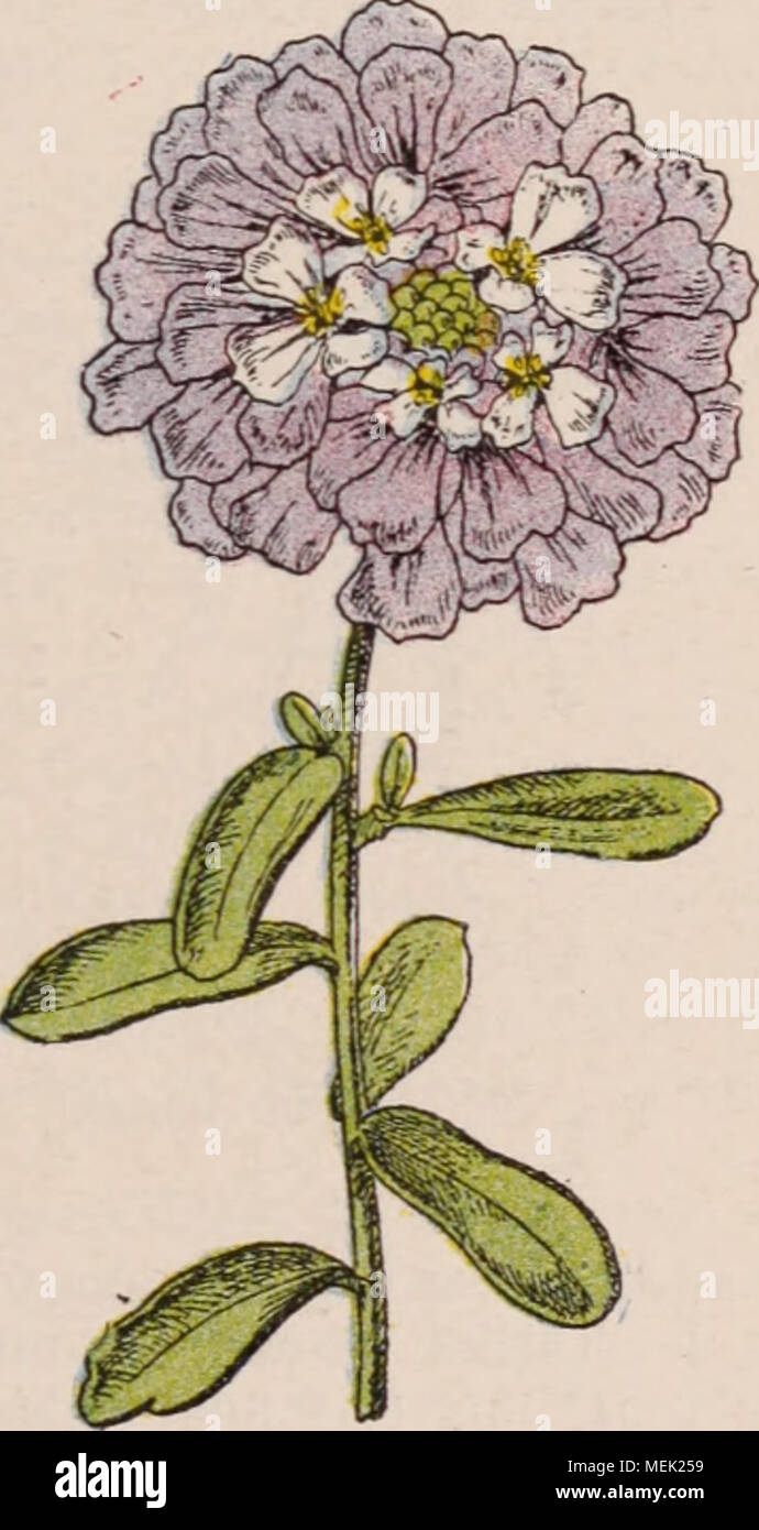 Fleur-vivace-Iberis gibraltarica-Candytuft 200 graines
