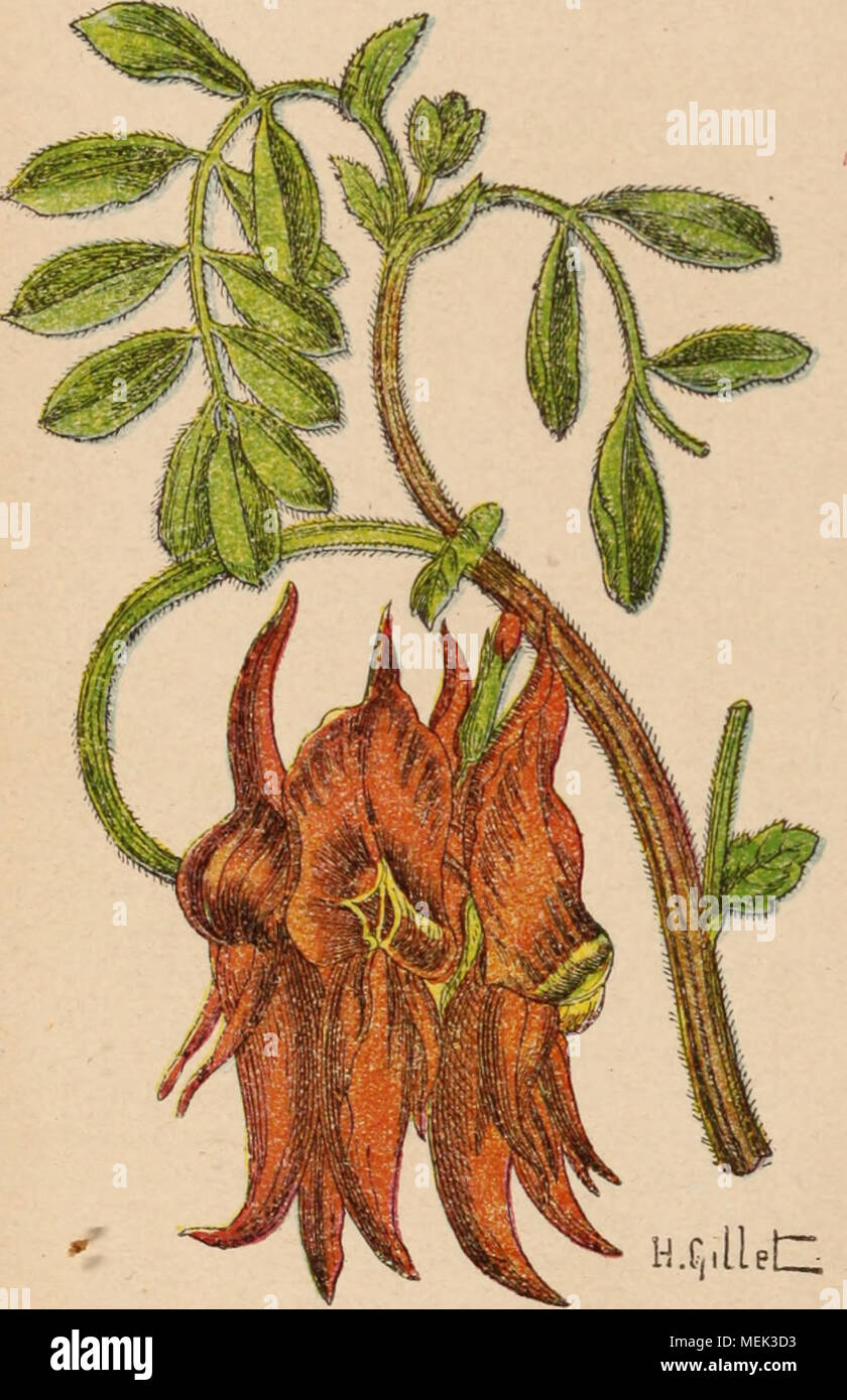 . Dictionnaire d'horticulture illustrÃ© / par D. Bois  prÃ©face de Maxime Cornu  avec la collaboration de E. AndrÃ© ... [et al.]. . H .E, Il et Fig. 231. Glianthus Dampieri Cuiiu. Clintonia degansVougl j y ir DoWningia. CUntoma pulchella Lindl. | CLITORIA L. (LÃ©gumineuses-PhasÃ©olÃ©es.) Pl. humbles ou volubiles, ailles. pVurifoliolÃ©es, mu- nies de stipules persistantes, Ã il. gÃ©nÃ©ralement gi andes, purpurines, bleues, blanches ou rouges, selon les esp., accompagnÃ©es ,dc bractÃ©es per- sistantes. Calice Ã tube cylindrique, Ã n divis.; les 2 supÃ©r. ovales, acumin.. les autres Ã©troites. Et Stock Photo