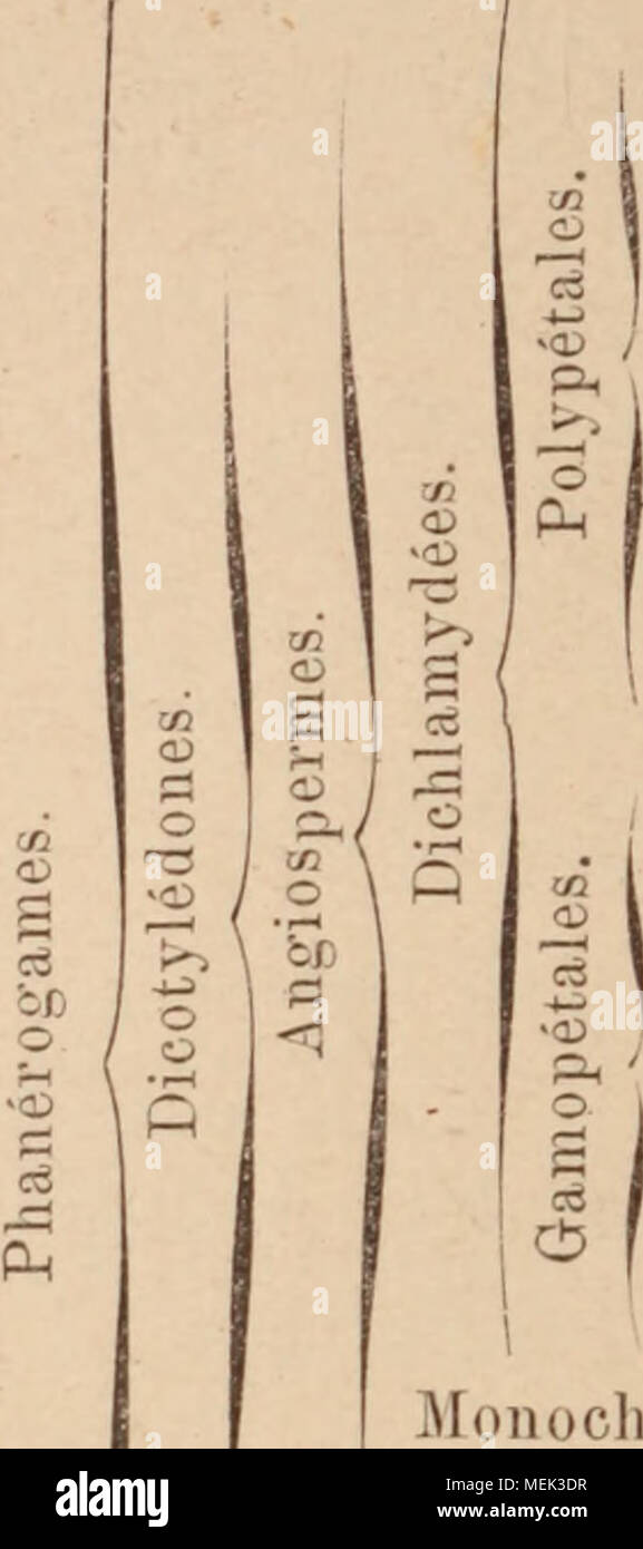 Ergot du seigle hi-res stock photography and images - Alamy