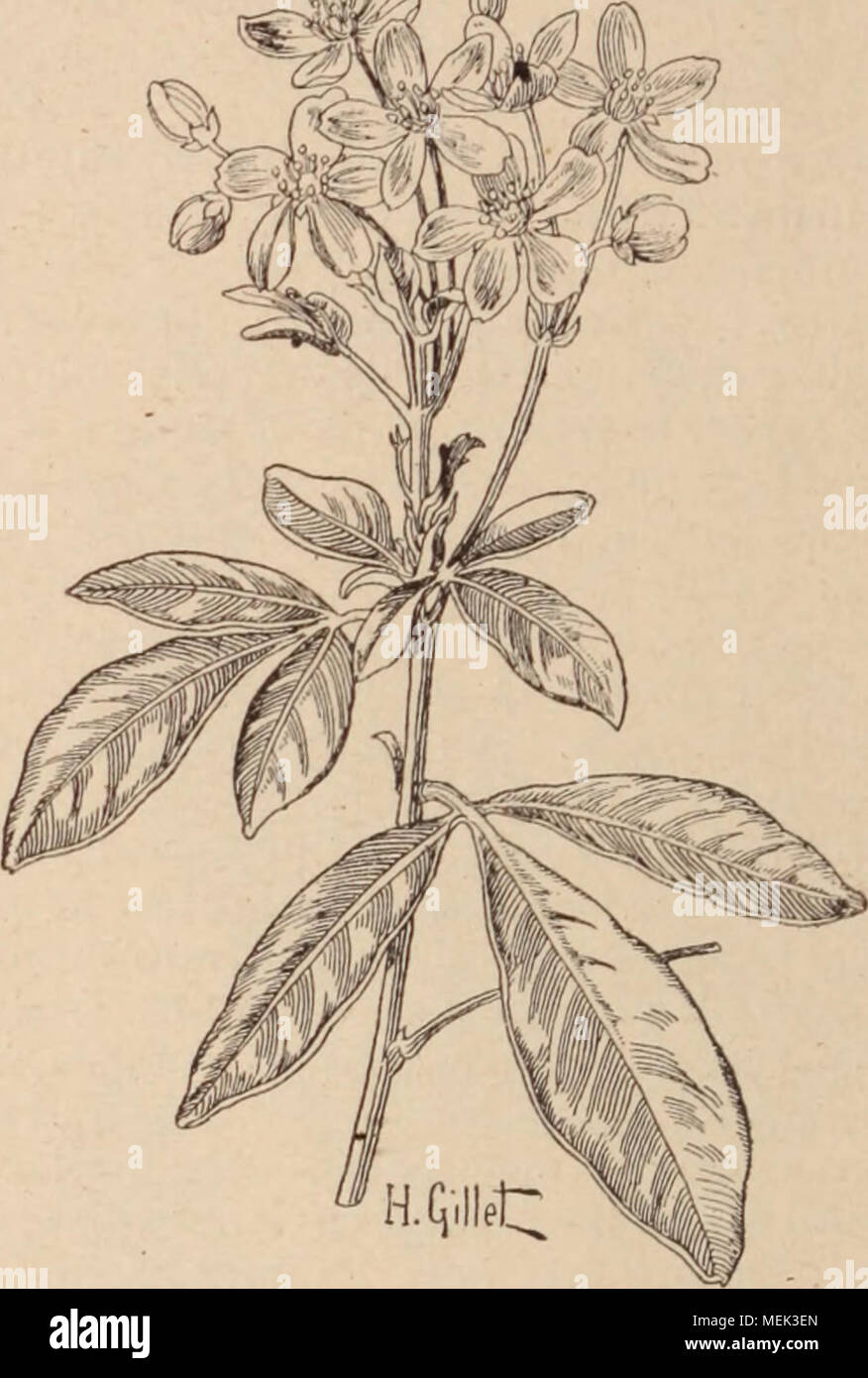 . Dictionnaire d'horticulture illustrÃ© / par D. Bois  prÃ©face de Maxime Cornu  avec la collaboration de E. AndrÃ© ... [et al.]. . Fig. 217. â CHOISYA ternata Kunth. Serre tempÃ©rÃ©e. Pl. terre dans la rÃ©g. d e l'Oran- ger; fleurit Ã Lisbonne et-dans le sud de l'Es- pagne. Au BrÃ©sil, le fruit donne un coton estimÃ©. Les C. insignis et C. crispata pourraient Ãªtre cultivÃ©s au mÃªme titre. J. D. GH0R1ZEMA Labill. (LÃ©gumin.-PodalyriÃ©esj Arbriss. Ã files, simples alternes (opposÃ©es chez une espÃ¨ce). Fl. Ã Ã©tendard orbiculaire ou rÃ©ui- forme. ailes oblongucs, dÃ©passant la carÃ¨ne, sou- v Stock Photo