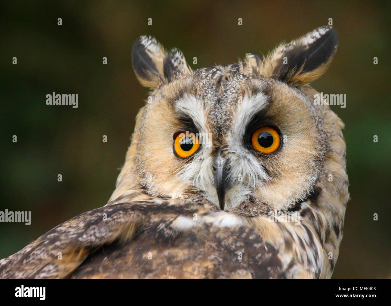 Long-eared Owl (asio otusin) in the Welsh contryside UK Stock Photo
