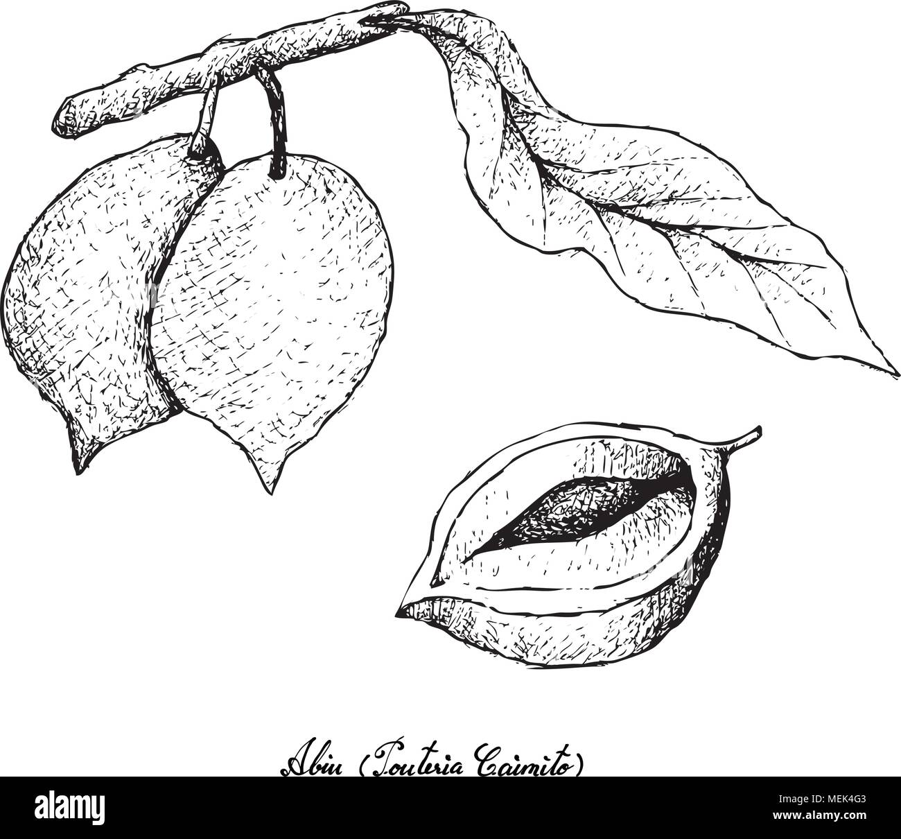 Tropical Fruits, Illustration Hand Drawn Sketch of Abiu or Pouteria Caimito Fruits Isolated on A White Background. High in Vitamin C With Essential Nu Stock Vector