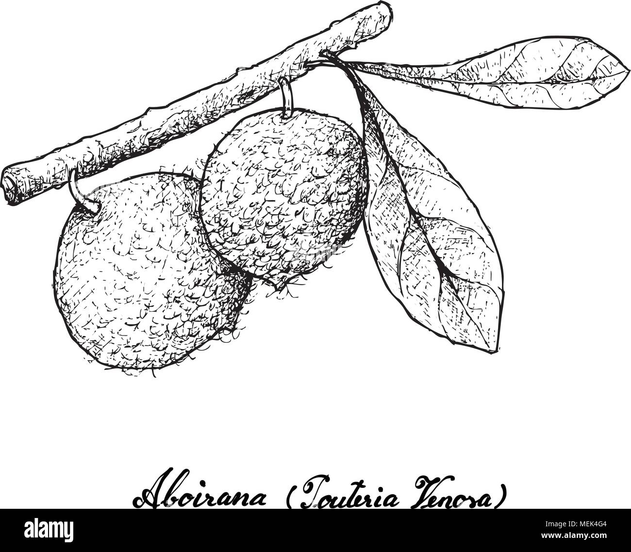 Tropical Fruits, Illustration Hand Drawn Sketch of Aboirana or Pouteria Venosa Fruits Isolated on A White Background. High in Vitamin C With Essential Stock Vector