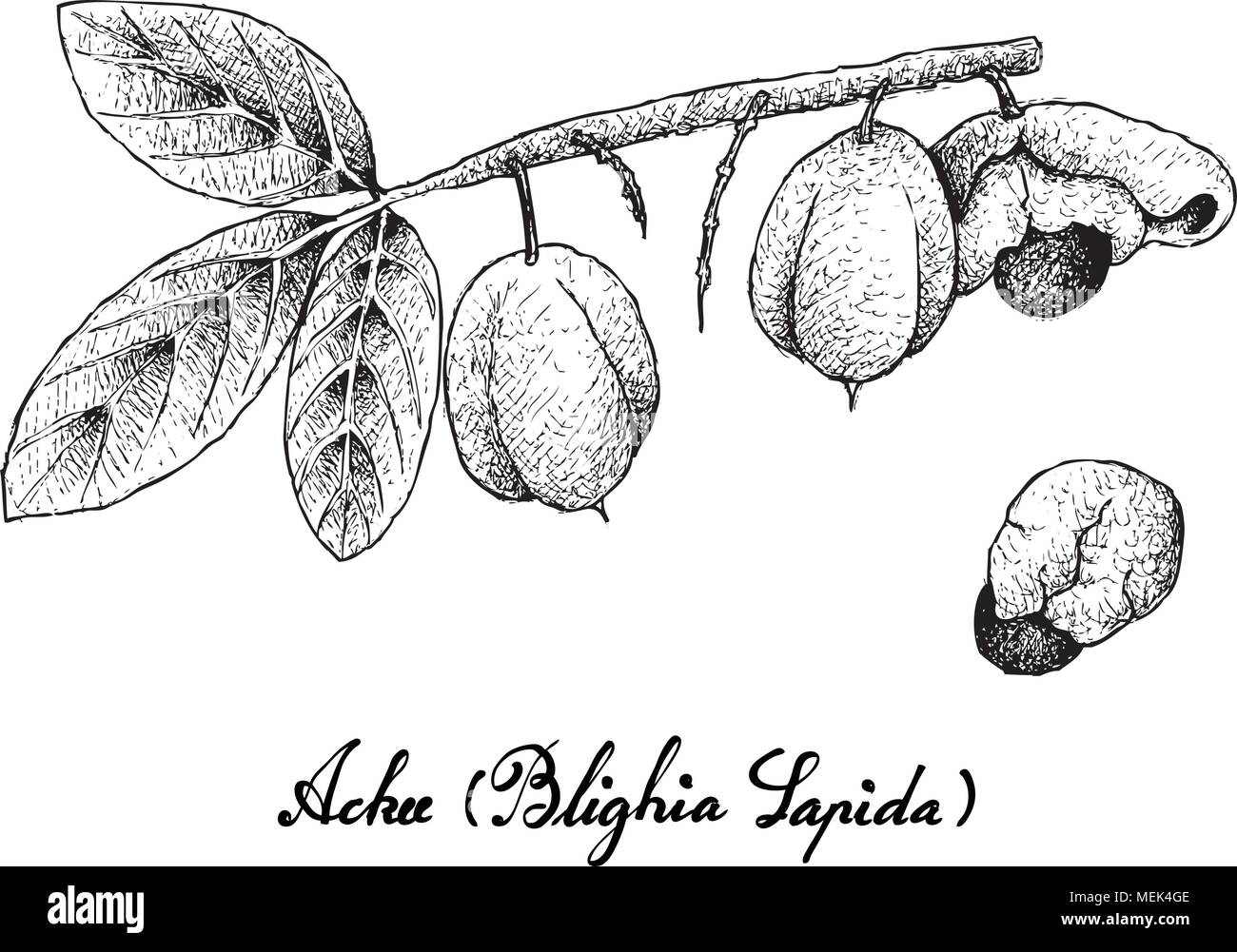Tropical Fruits, Illustration Hand Drawn Sketch of Ackee or Blighia Sapida Fruits Isolated on A White Background. High in Vitamin A and C With Essenti Stock Vector