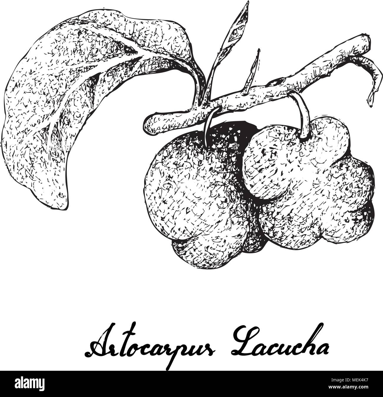 Fresh Fruits, Illustration of Hand Drawn Sketch Monkey Jack or