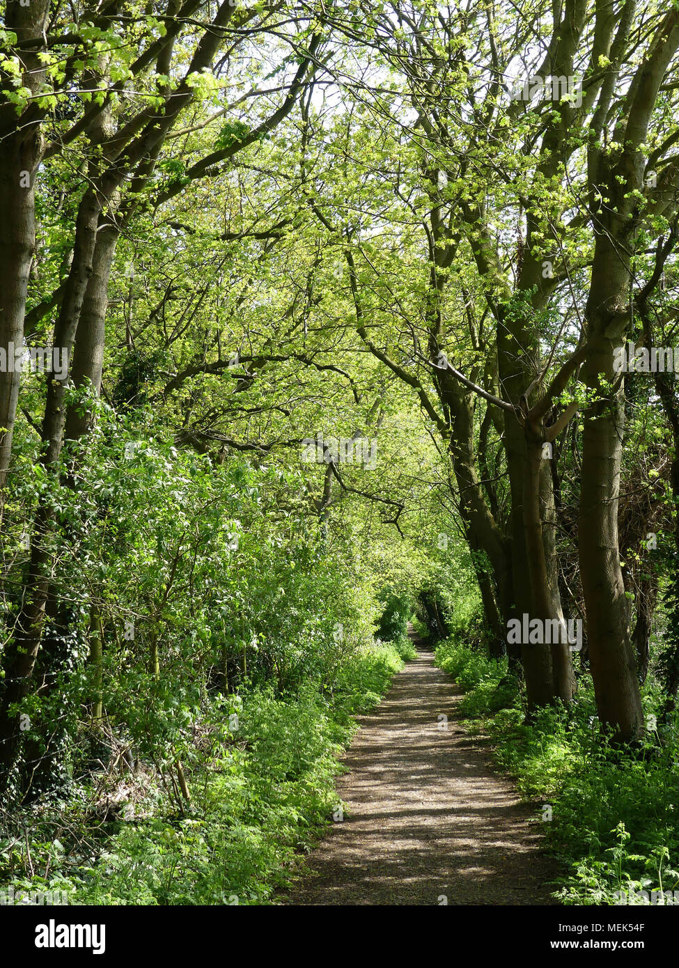 Wood woods hi-res stock photography and images - Alamy