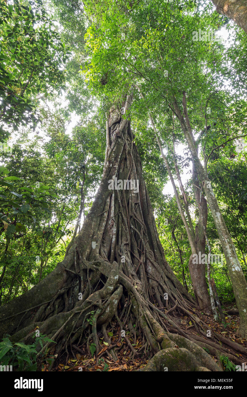 Large evergreen council tree (ficus altissima) in Laos. It's a species of flowering plant, a fig tree in the family Moraceae, native to Southeast Asia Stock Photo
