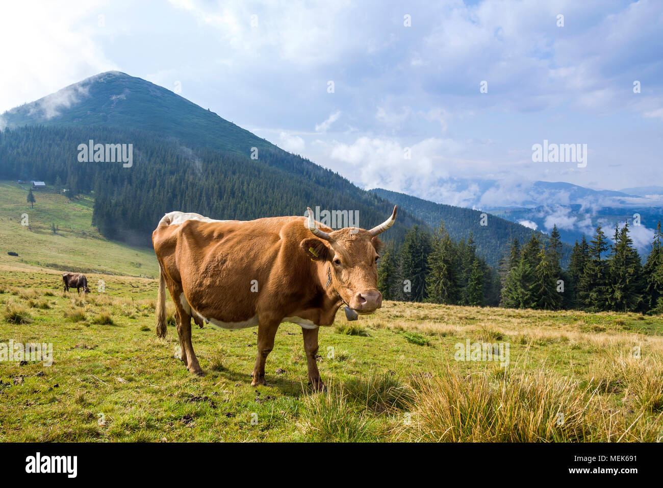 Idyllic view of nice brown cow grazing in green pasture field fresh ...